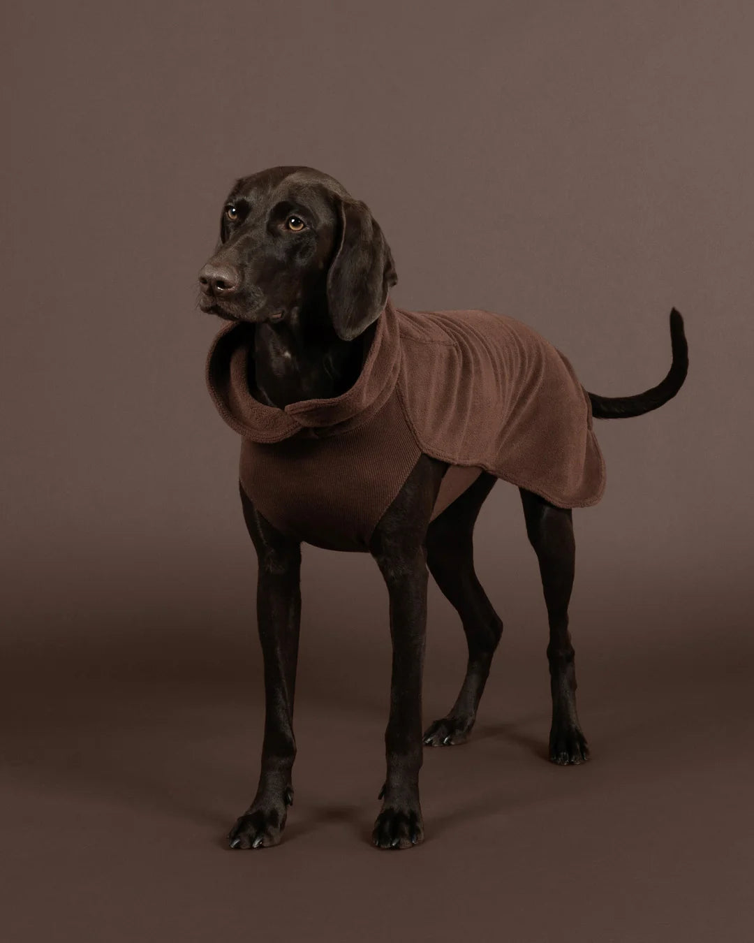 Dog Seawool Shirt von Paikka