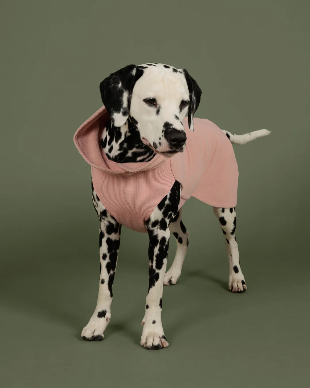 Dog Seawool Shirt von Paikka