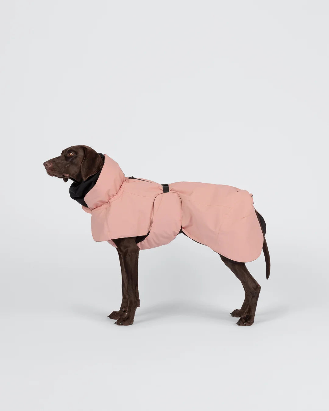 Hochreflektierende Hundewinterjacke Seawool von Paikka