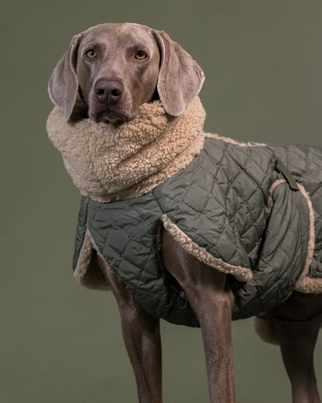 Dog Sherpa Steppjacke von Paikka