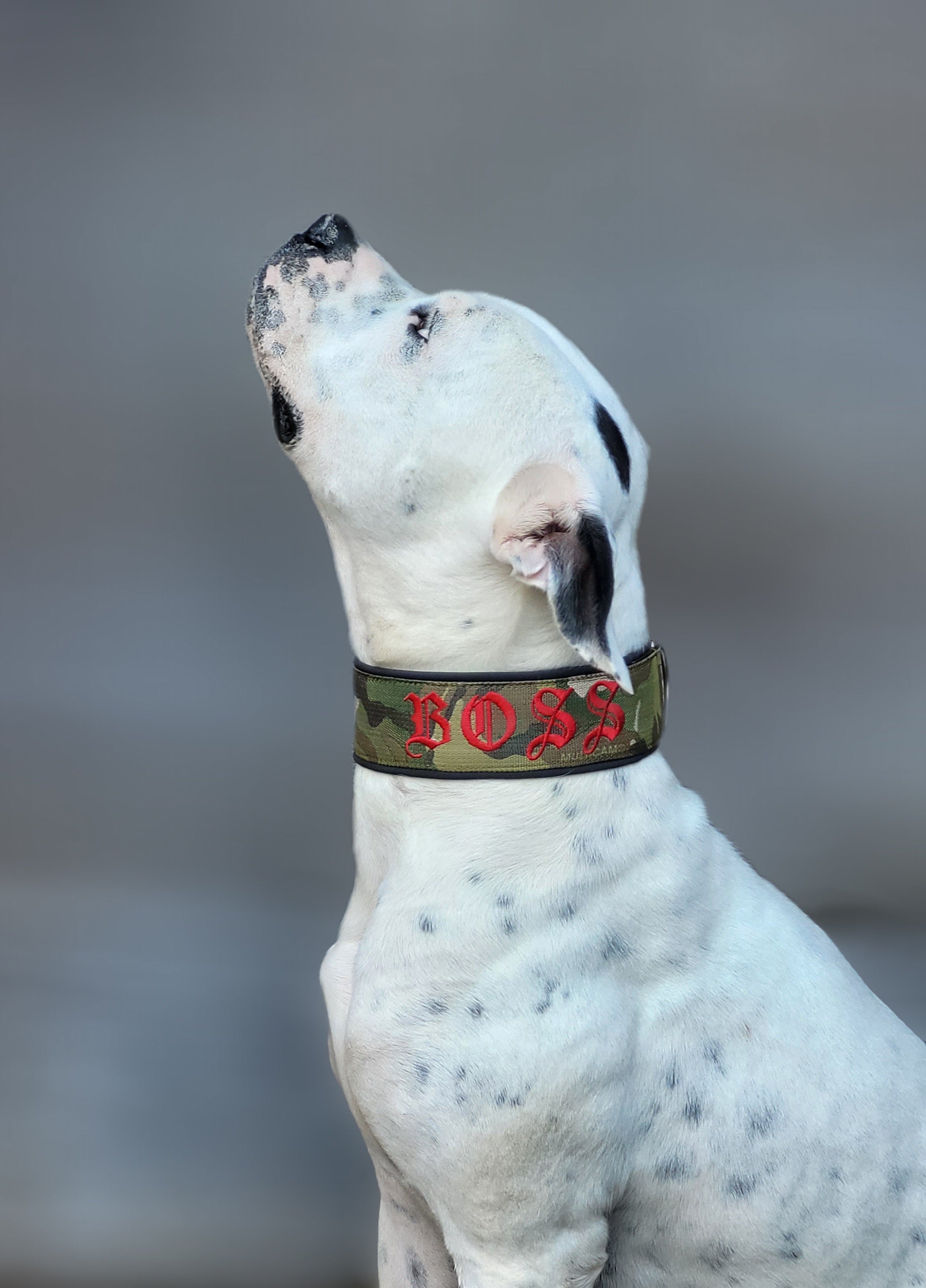 Mein Krönchenträger Halsband Cobra