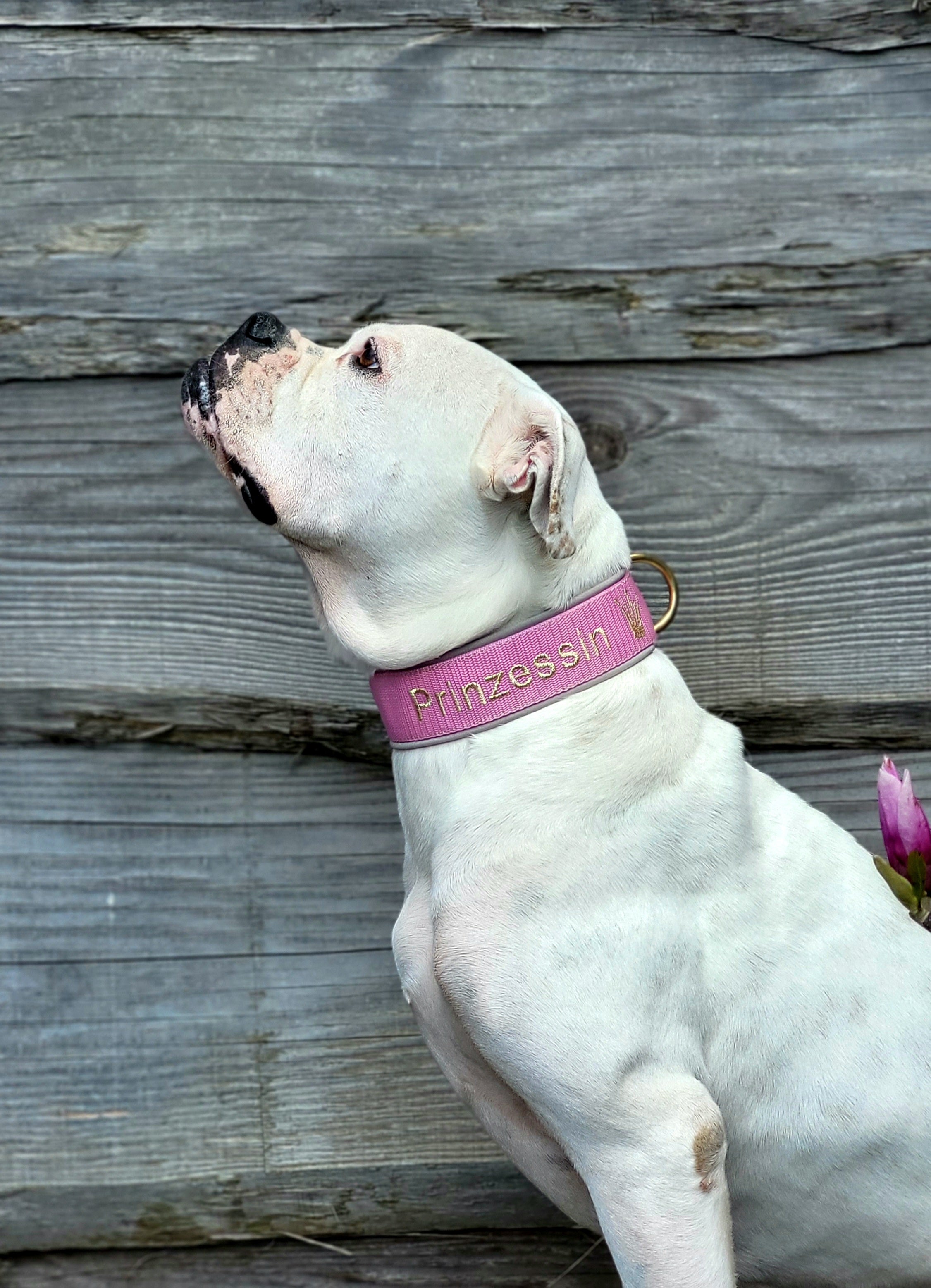 Mein Krönchenträger Halsband Cobra