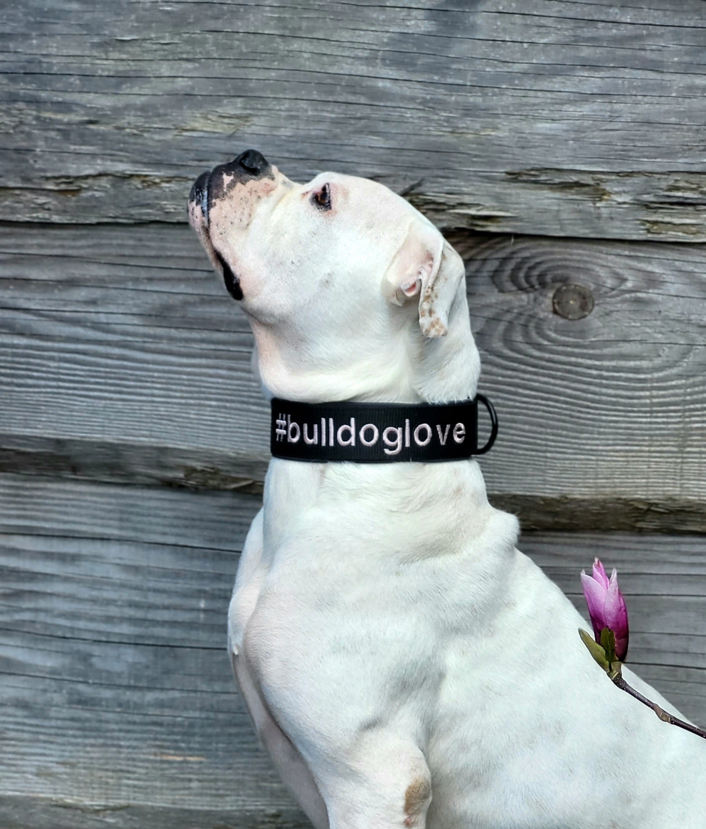 Mein Krönchenträger Halsband Cobra