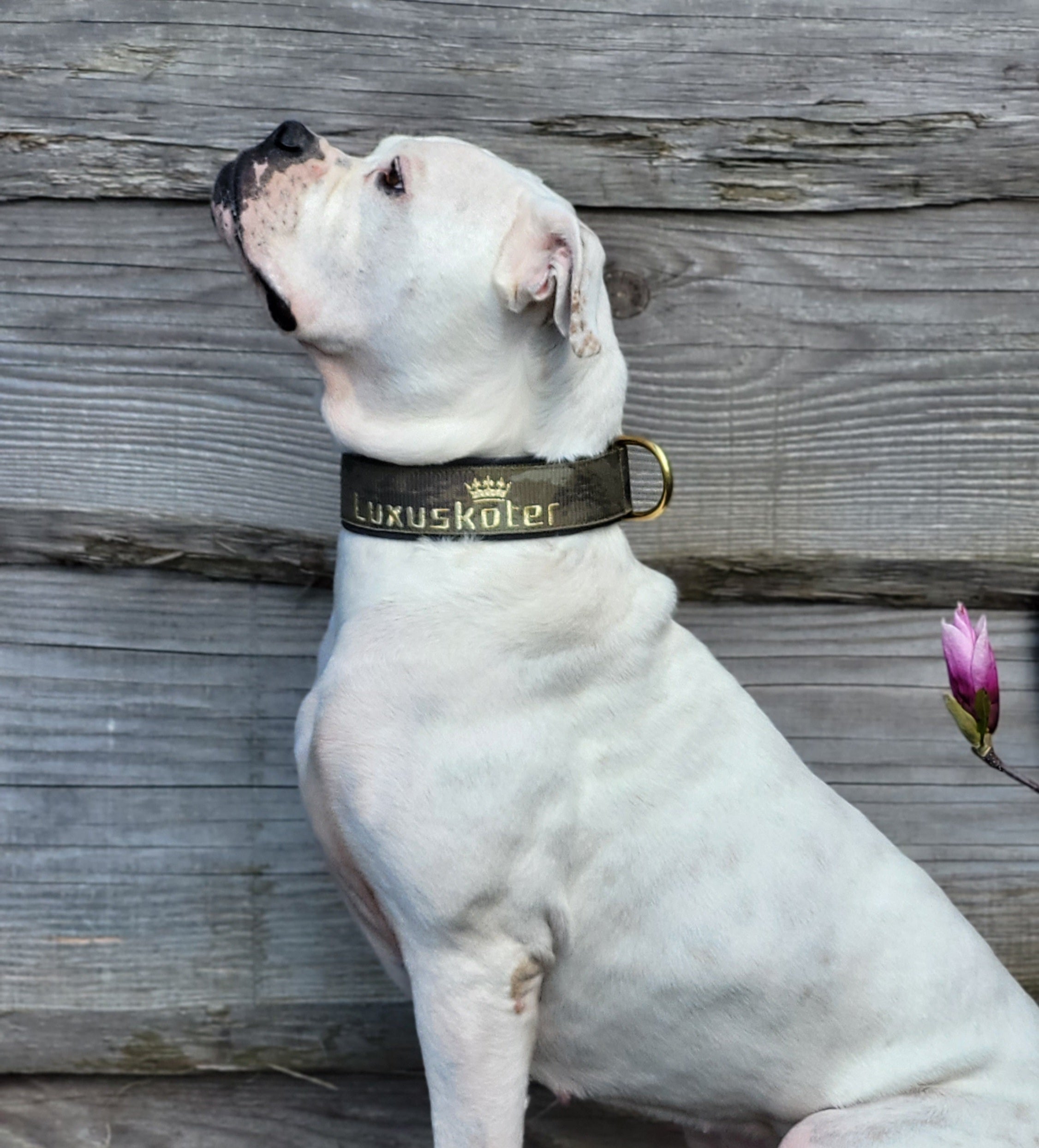 Mein Krönchenträger Halsband Cobra