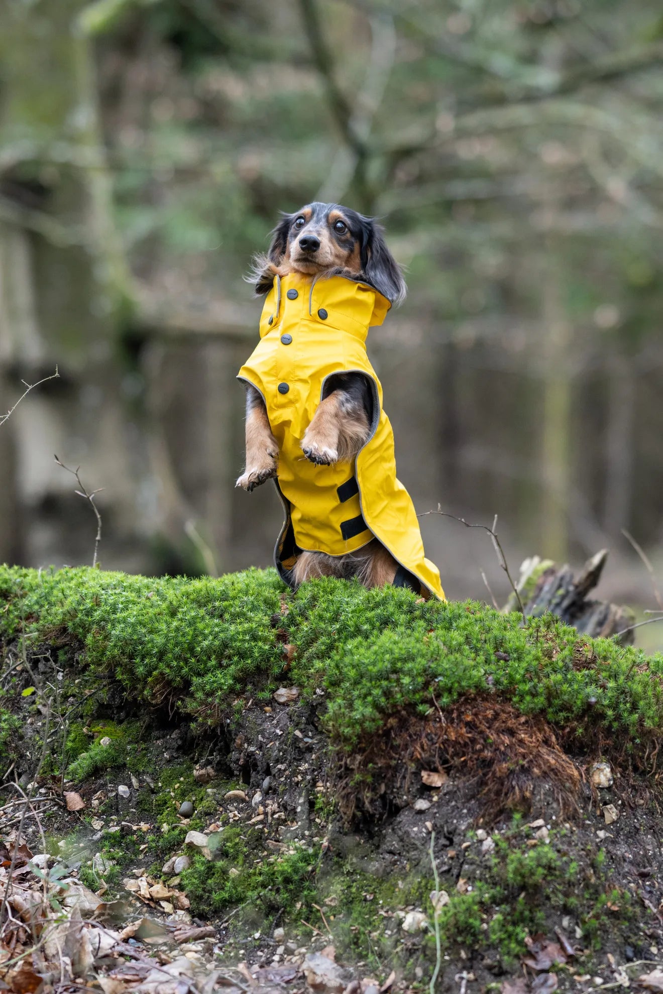 Regenmantel "Stream ra" von Rukka pets