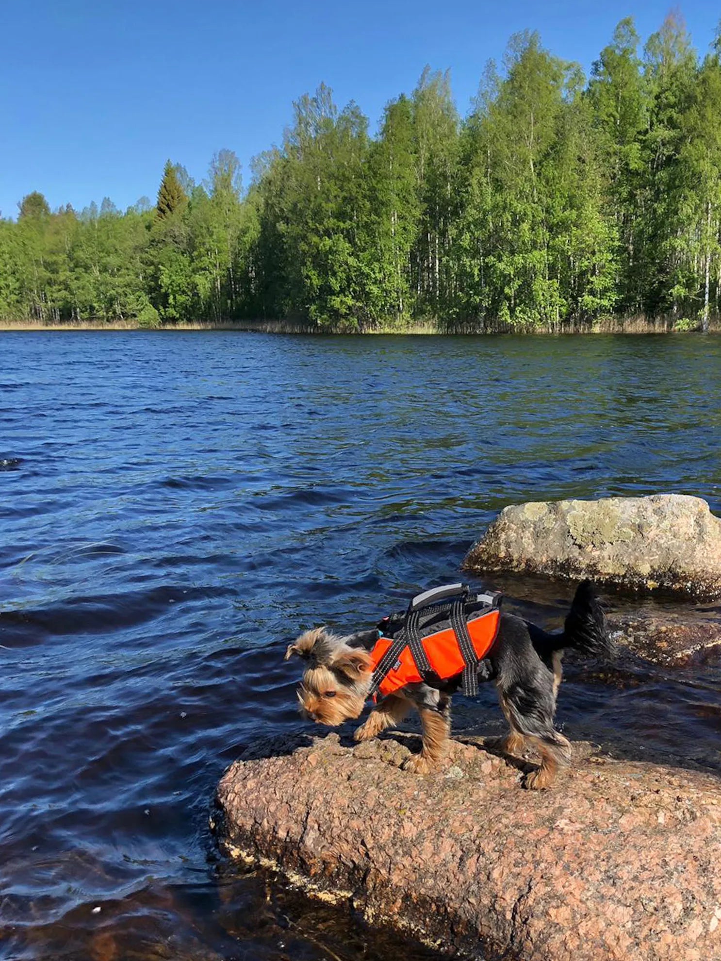 Hundeschwimmweste "Safety li" von Rukka pets