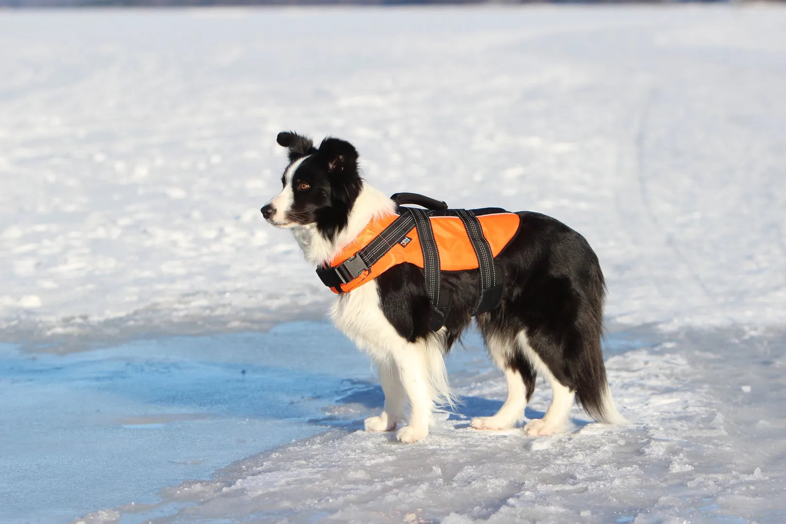 Hundeschwimmweste "Safety li" von Rukka pets