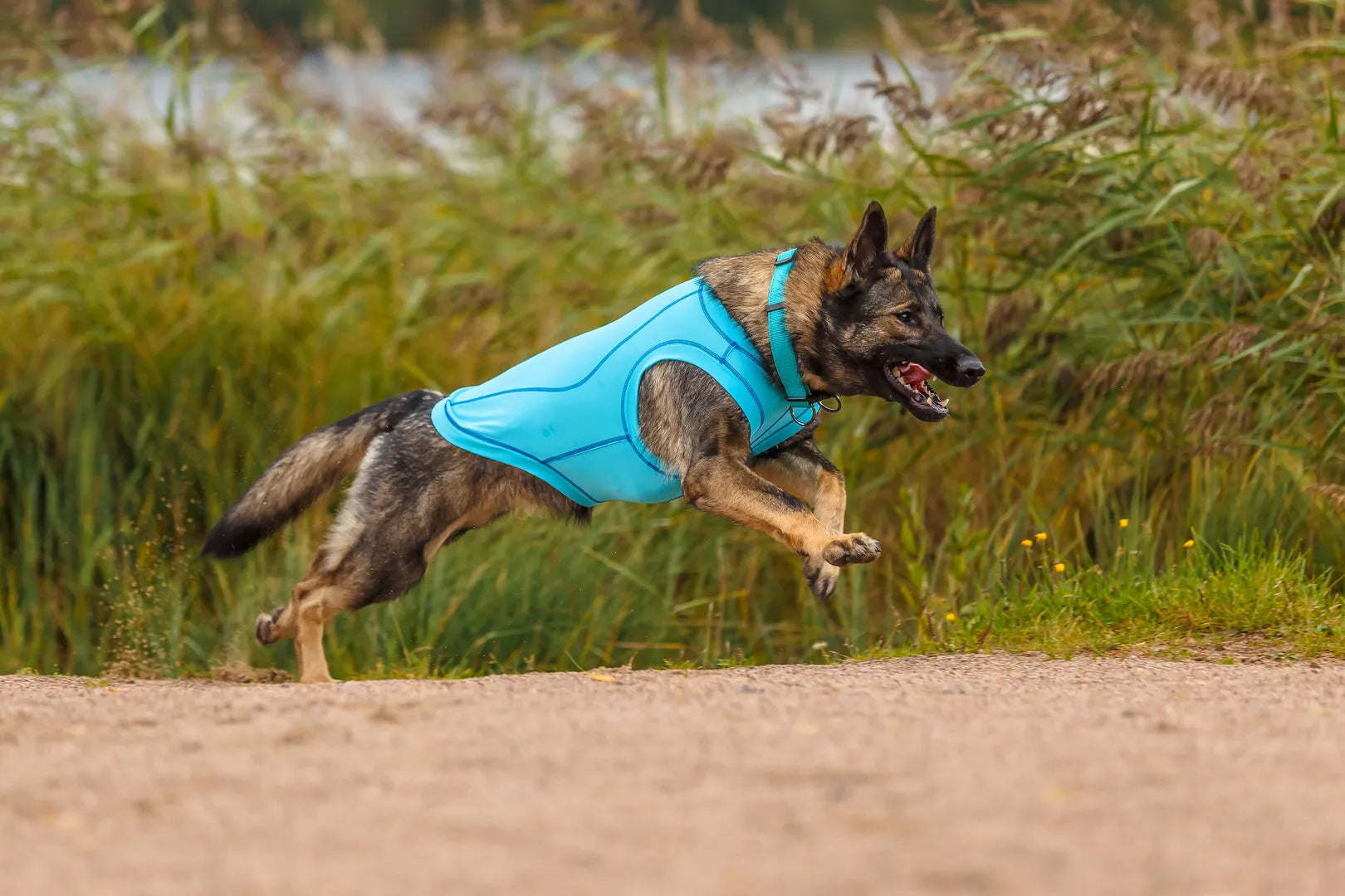 Hundeschutzshirt UV T-Shirt Sonnenschutz "Chilly" in blau LSF 30+ von Rukka pets