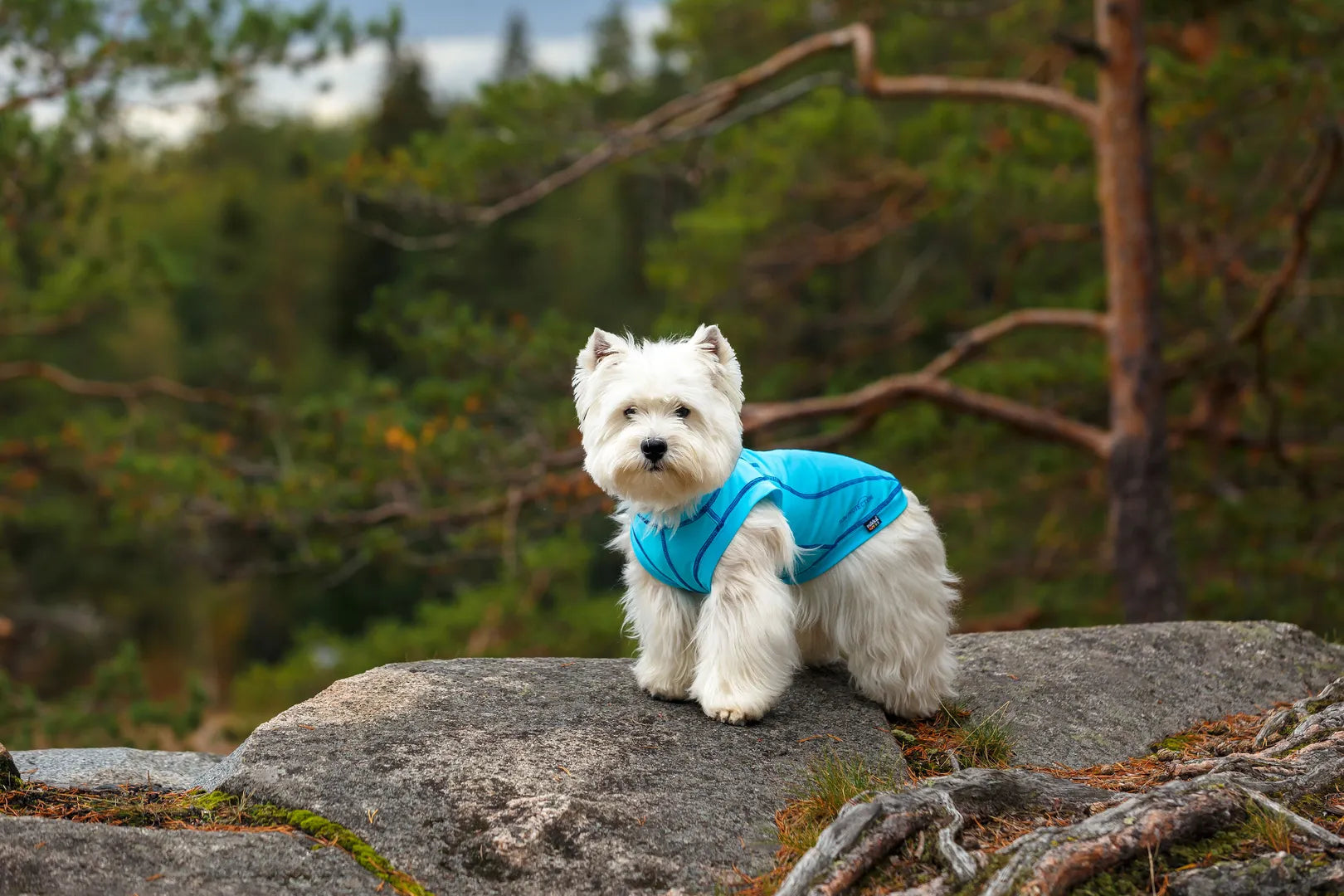 Hundeschutzshirt UV T-Shirt Sonnenschutz "Chilly" in blau LSF 30+ von Rukka pets