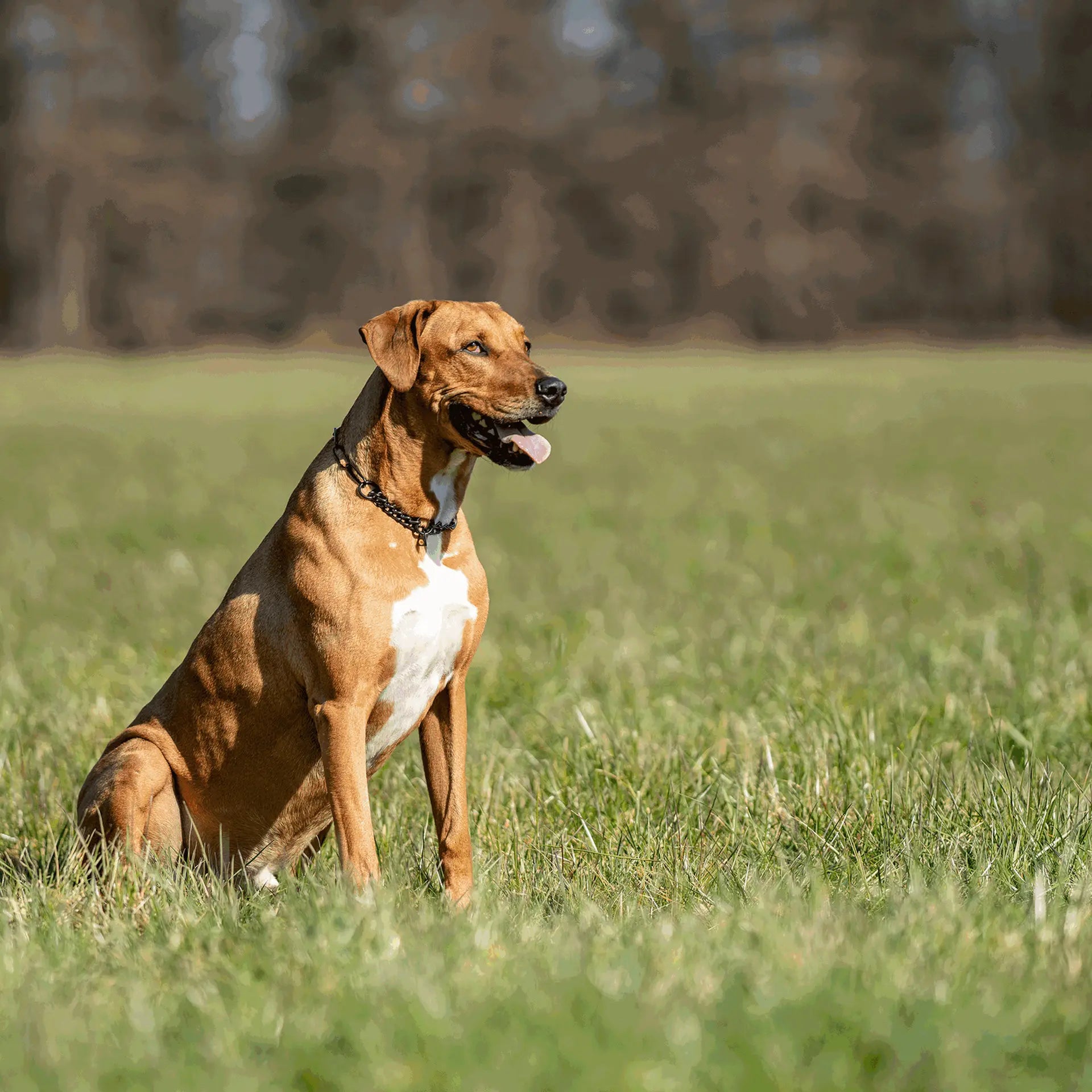 Halskette mit Zugbegrenzung - Edelstahl Rostfrei schwarz, 3,0 mm von Sprenger