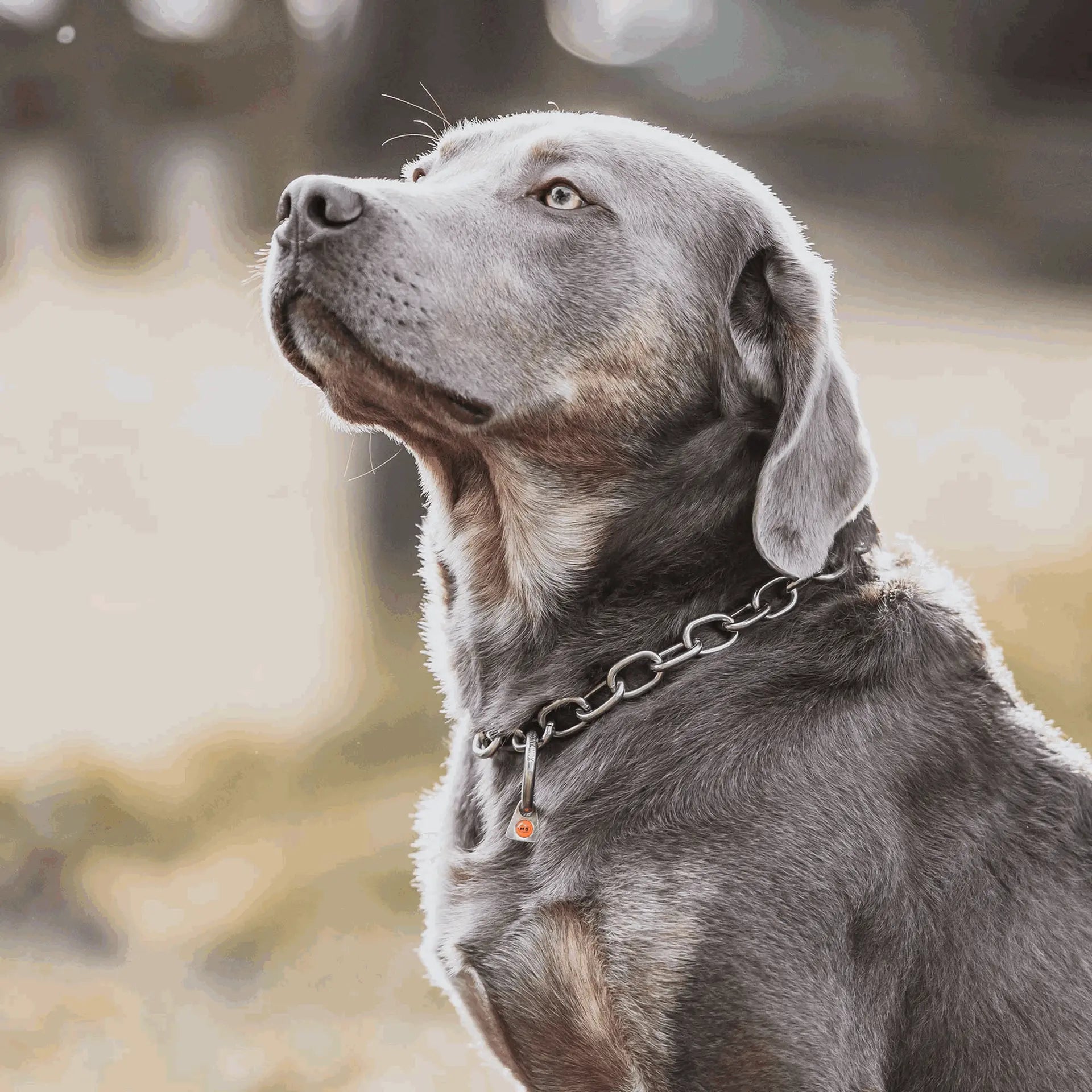 Halskette, verstellbar - mit SPRENGER-Haken - Edelstahl Rostfrei, 4,0 mm von Sprenger