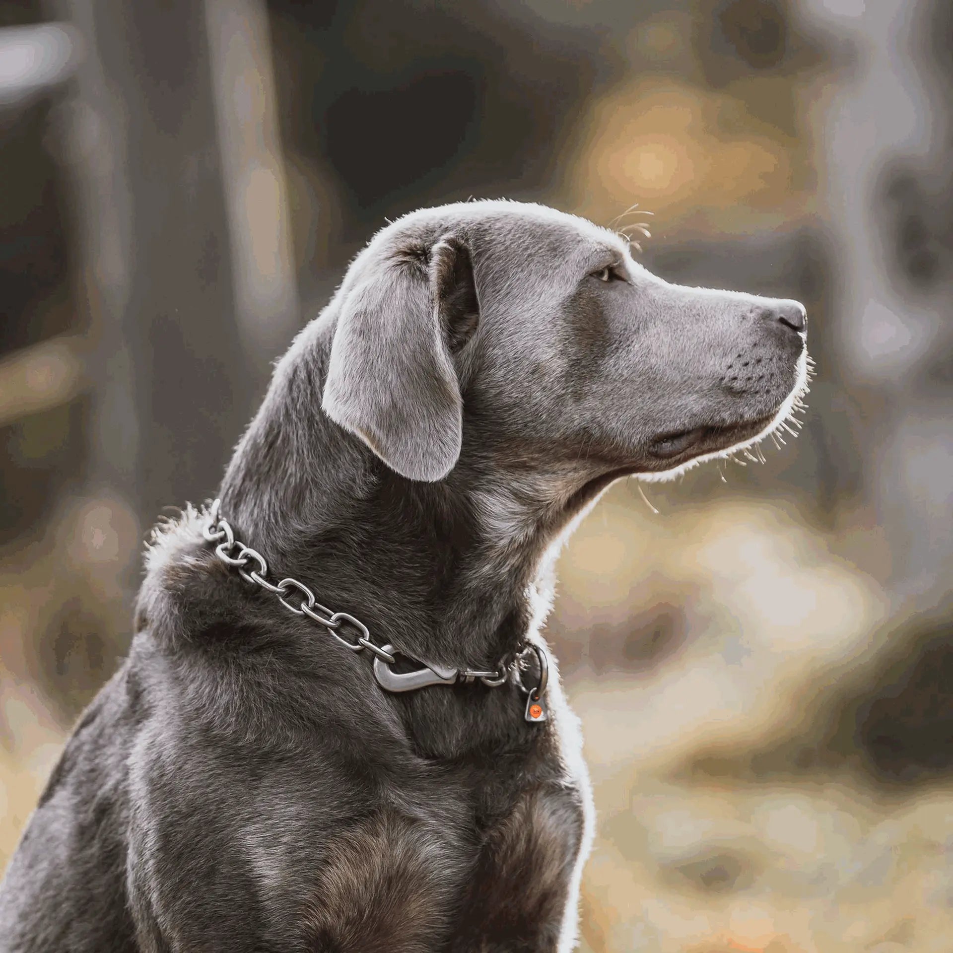 Halskette, verstellbar - mit SPRENGER-Haken - Edelstahl Rostfrei, 4,0 mm von Sprenger