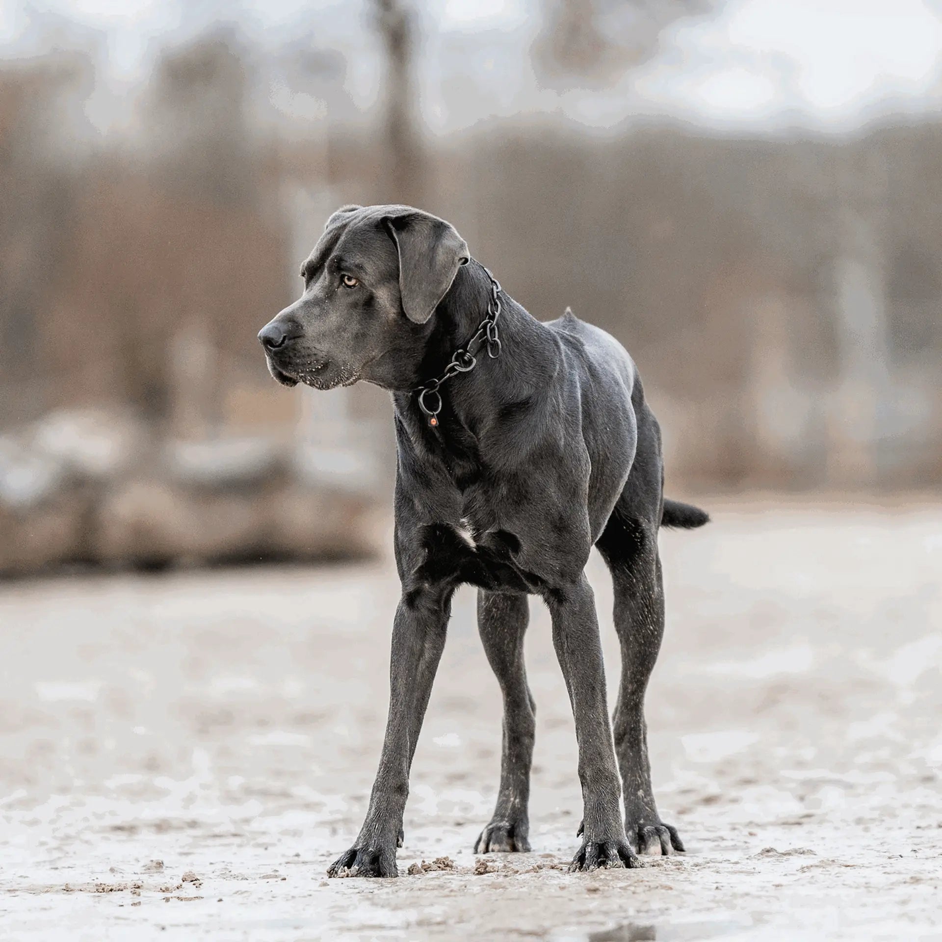 Halskette, verstellbar - mit SPRENGER-Haken, stark - Edelstahl Rostfrei schwarz, 4,0 mm  von Sprenger