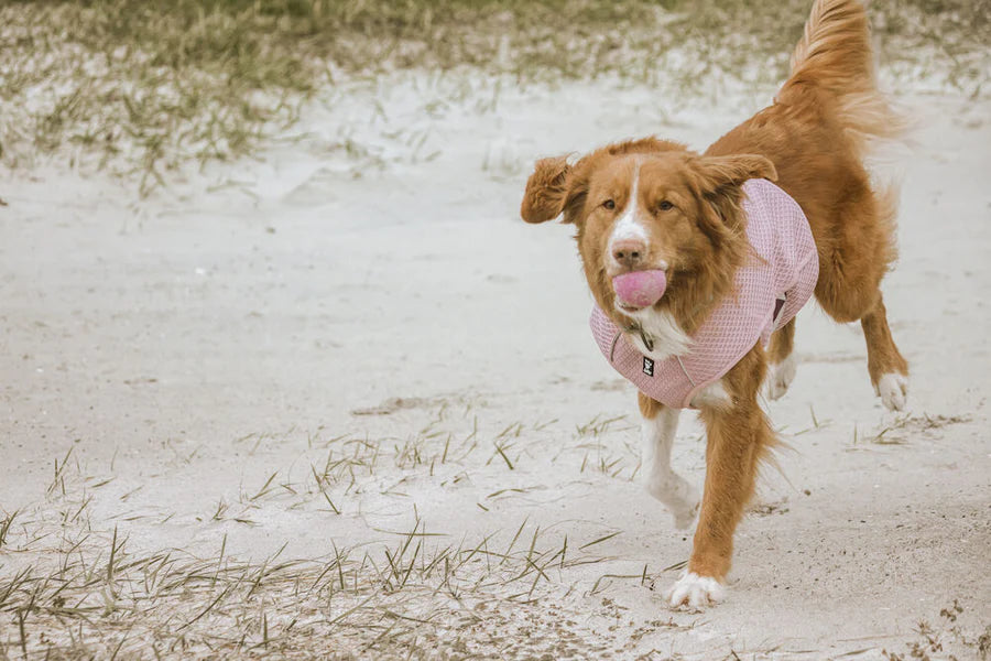 Cooling Wrap Kühlweste von Hurtta