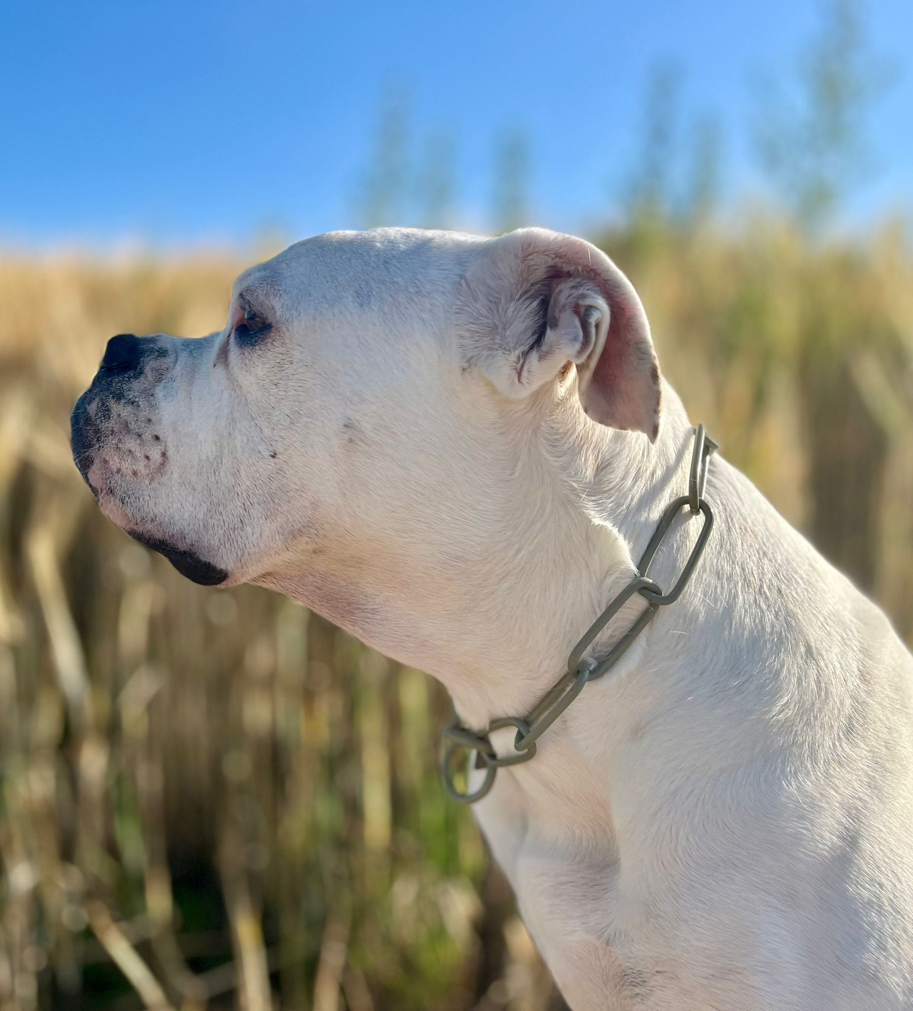 Buntes Kettenhalsband langgliedrig groß Sprenger