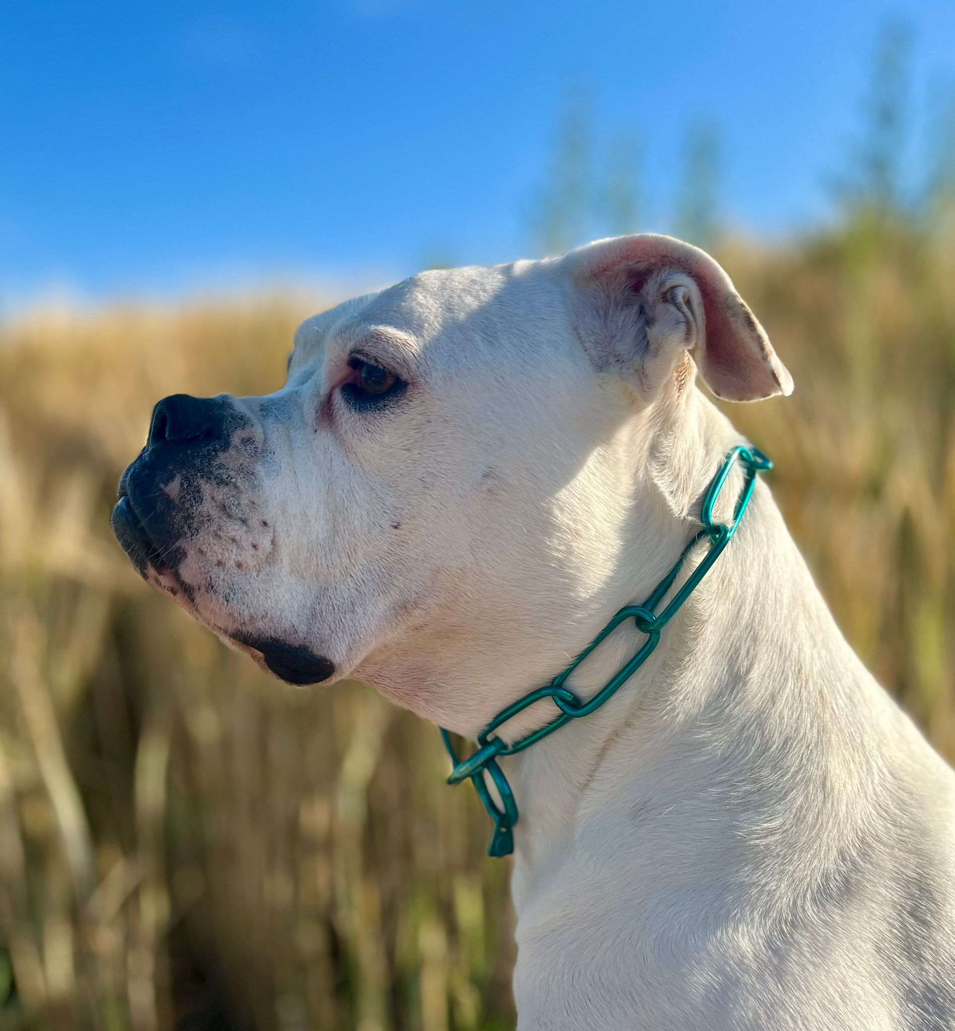 Buntes Kettenhalsband langgliedrig klein Sprenger