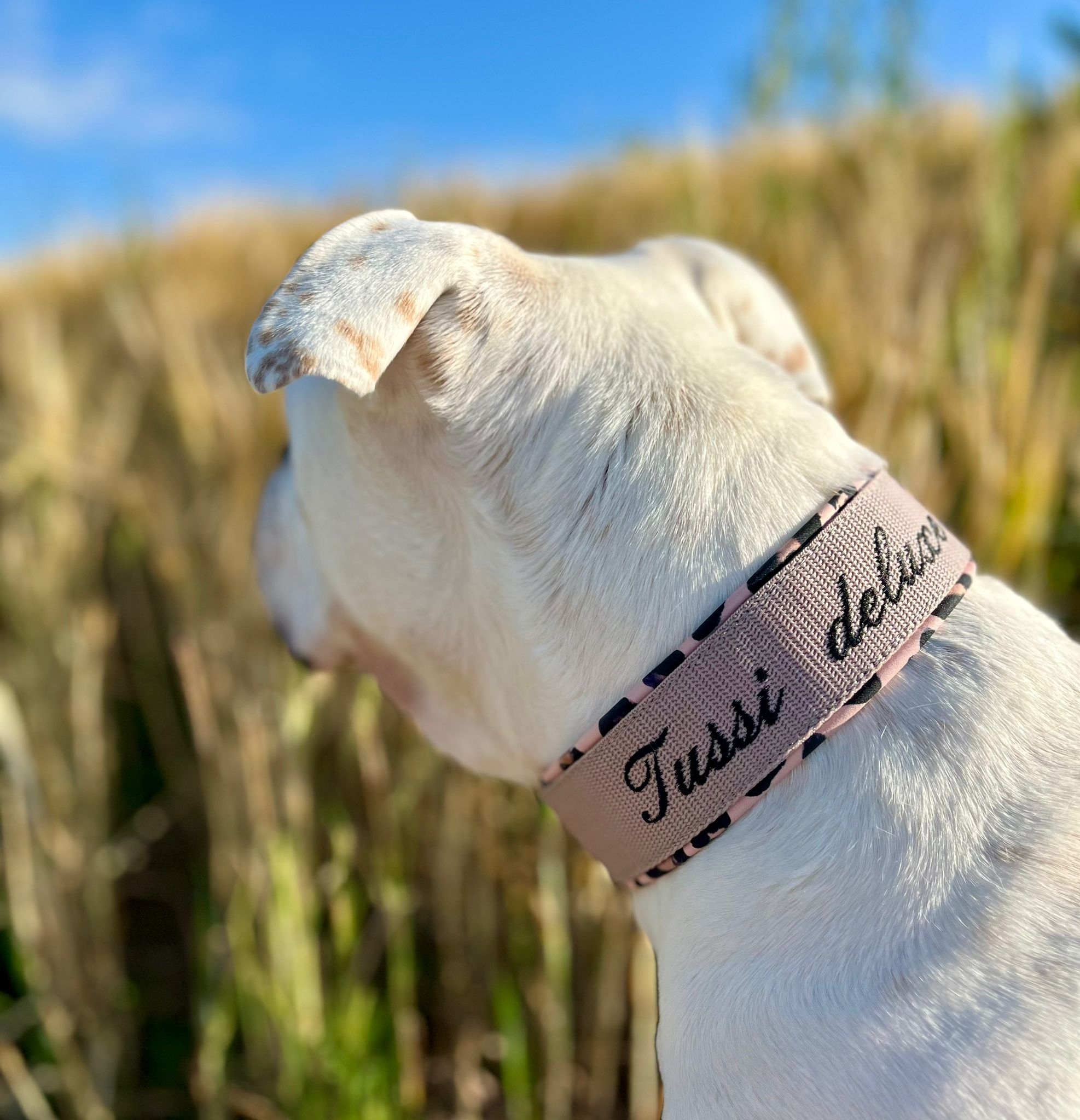 Mein Krönchenträger Halsband Cobra