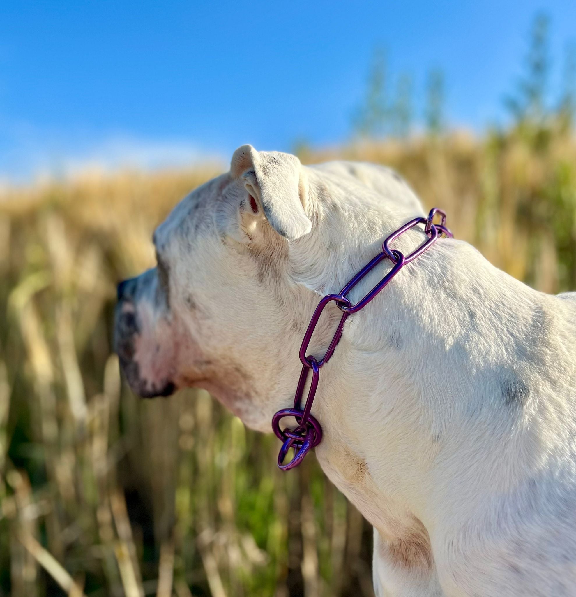 Buntes Kettenhalsband langgliedrig klein Sprenger