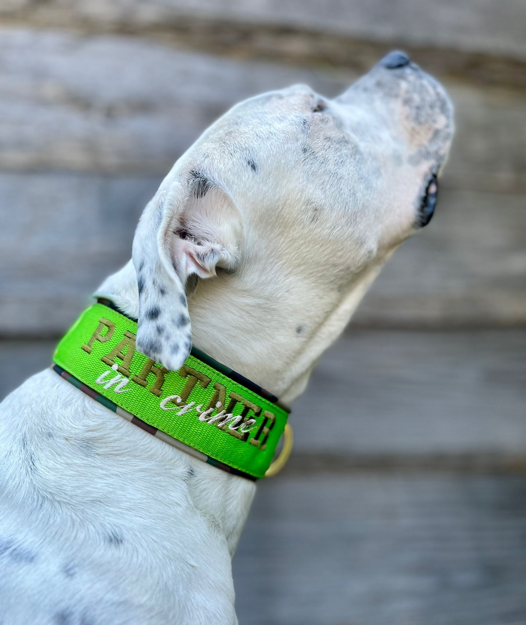 Mein Krönchenträger Halsband Cobra