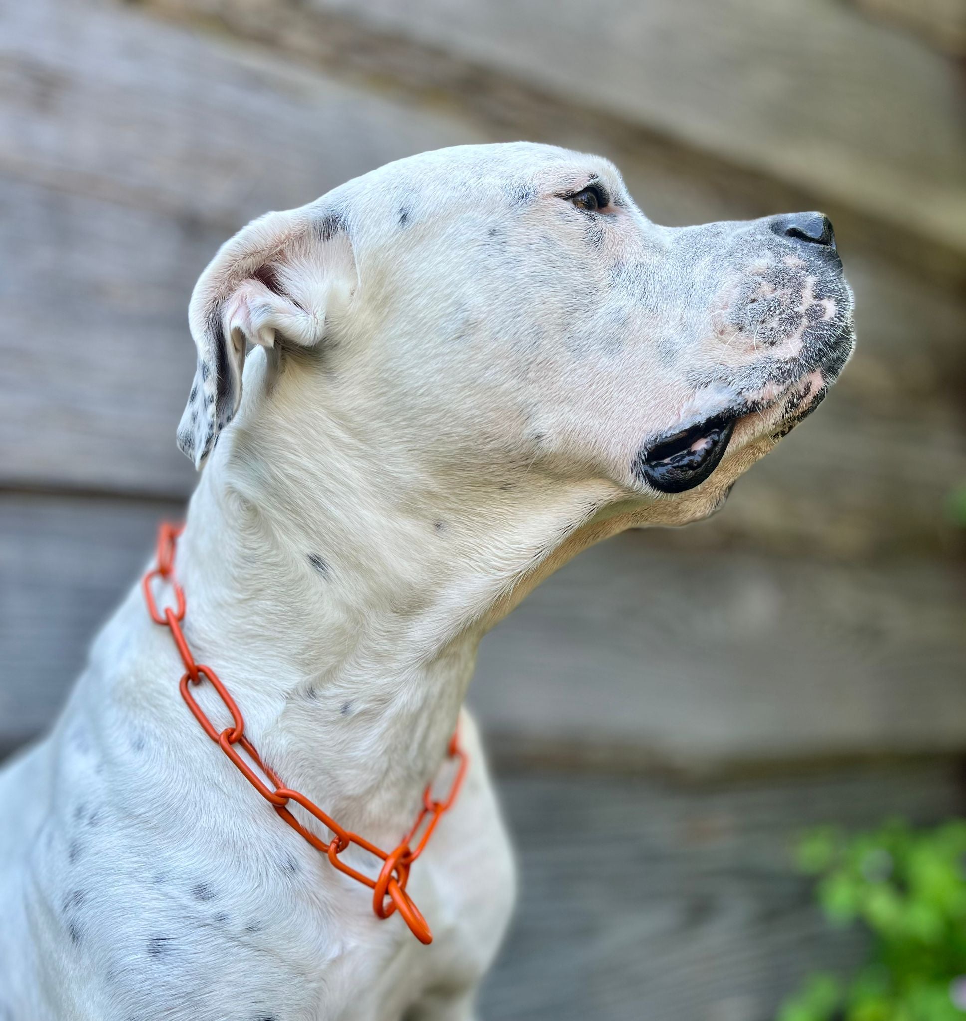 Buntes Kettenhalsband langgliedrig groß Sprenger
