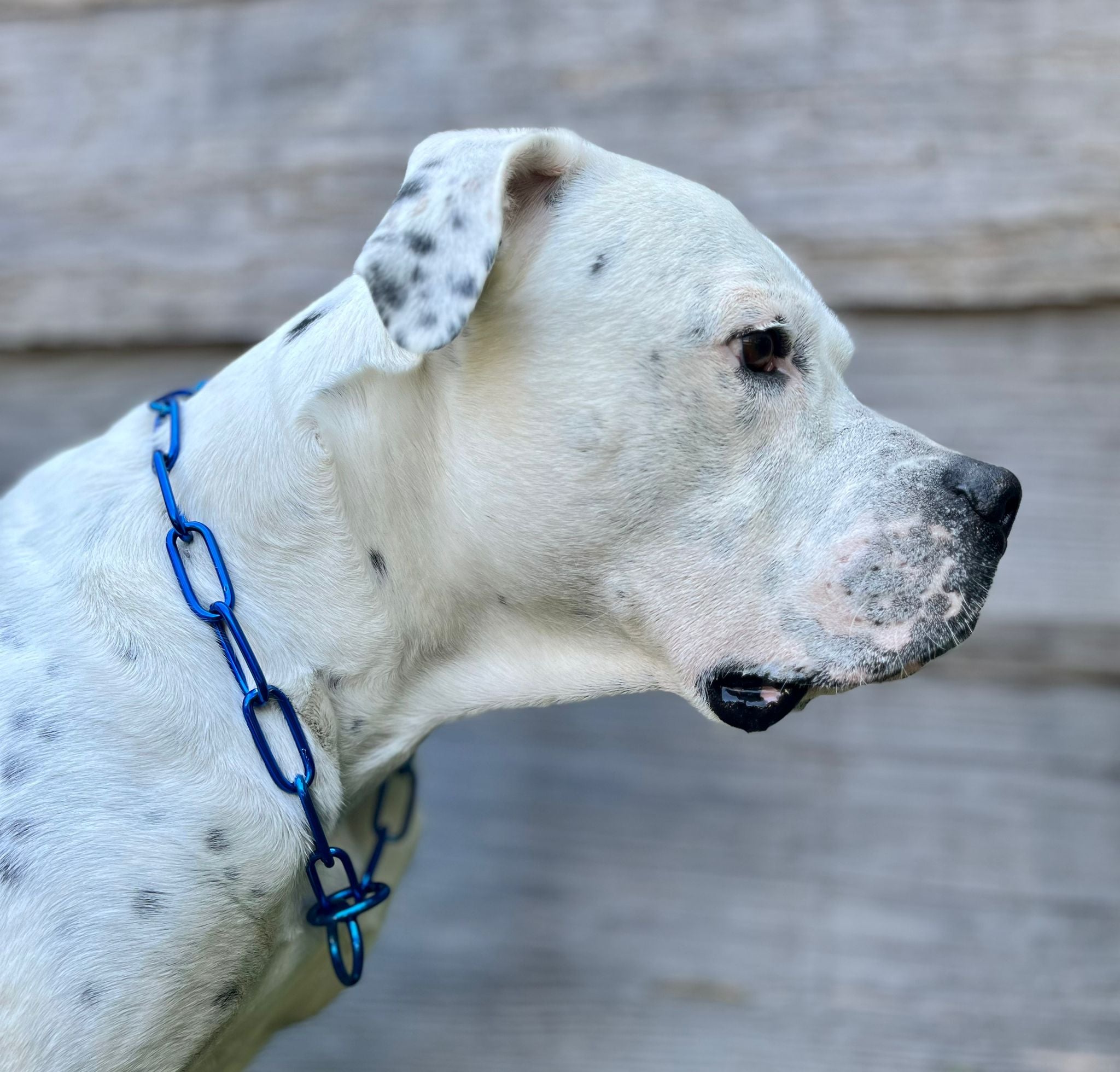 Buntes Kettenhalsband langgliedrig groß Sprenger