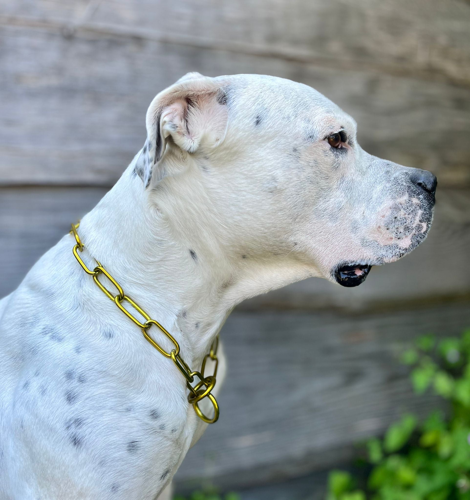Buntes Kettenhalsband langgliedrig groß Sprenger