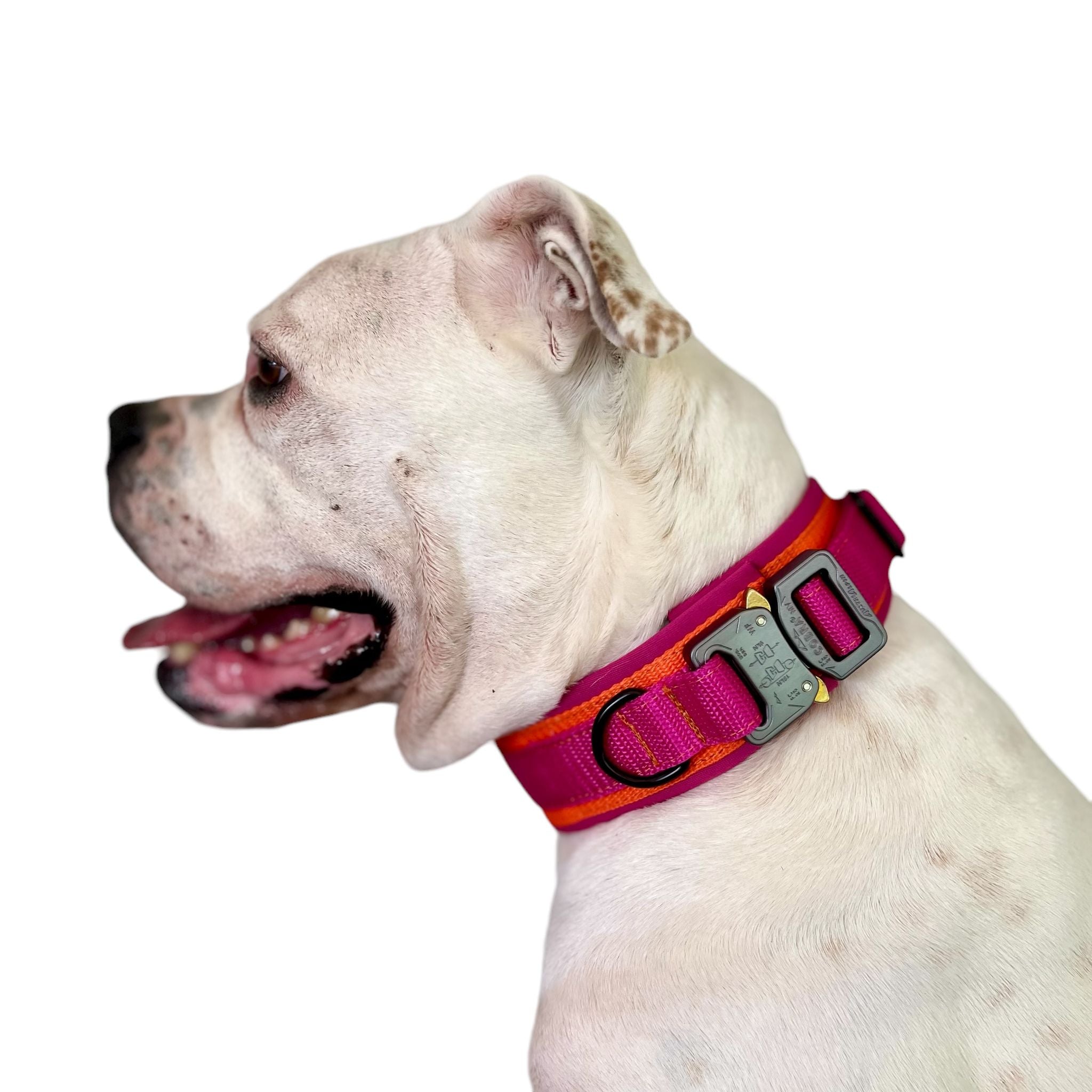 Mein Krönchenträger Allroundhalsung