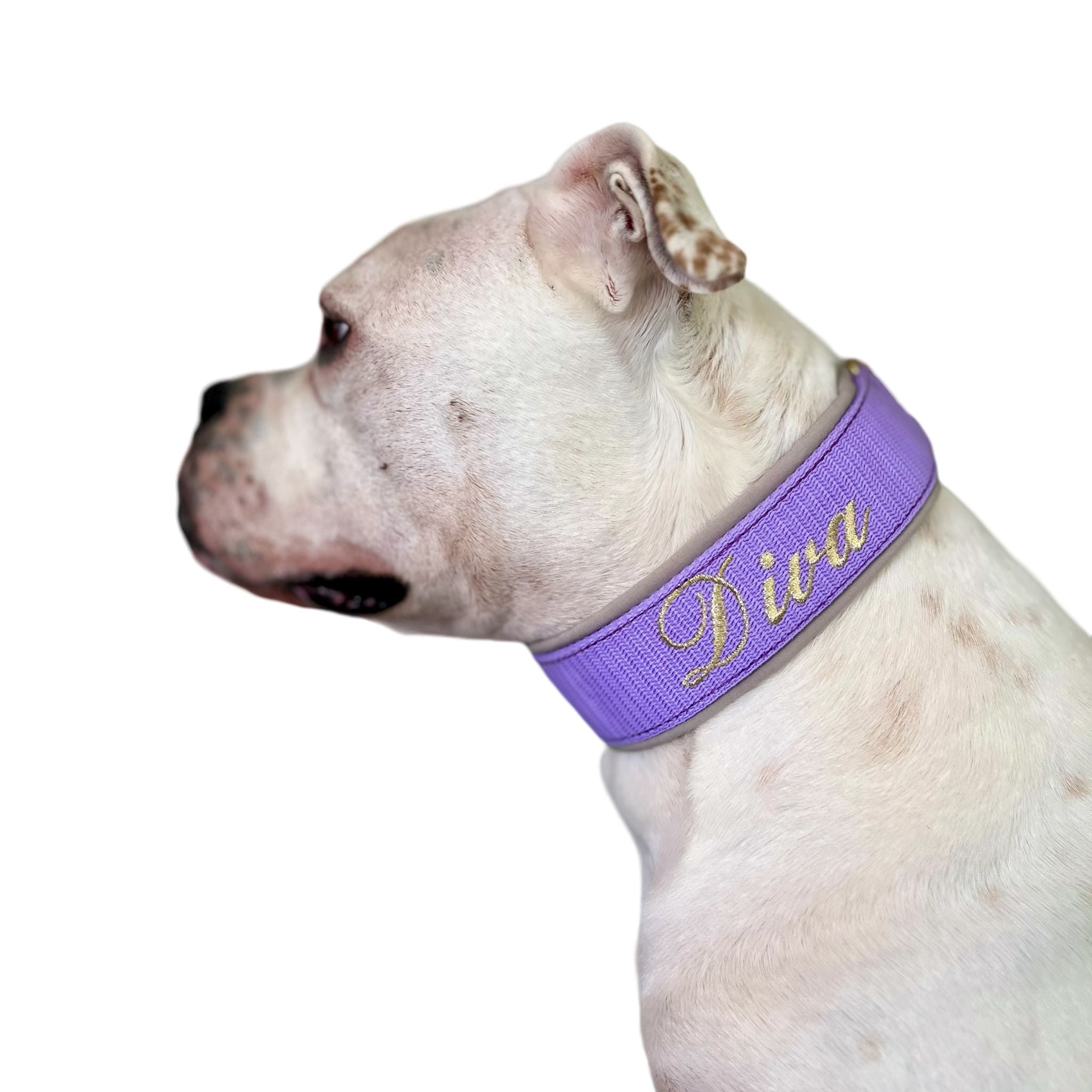 Mein Krönchenträger Halsband Cobra