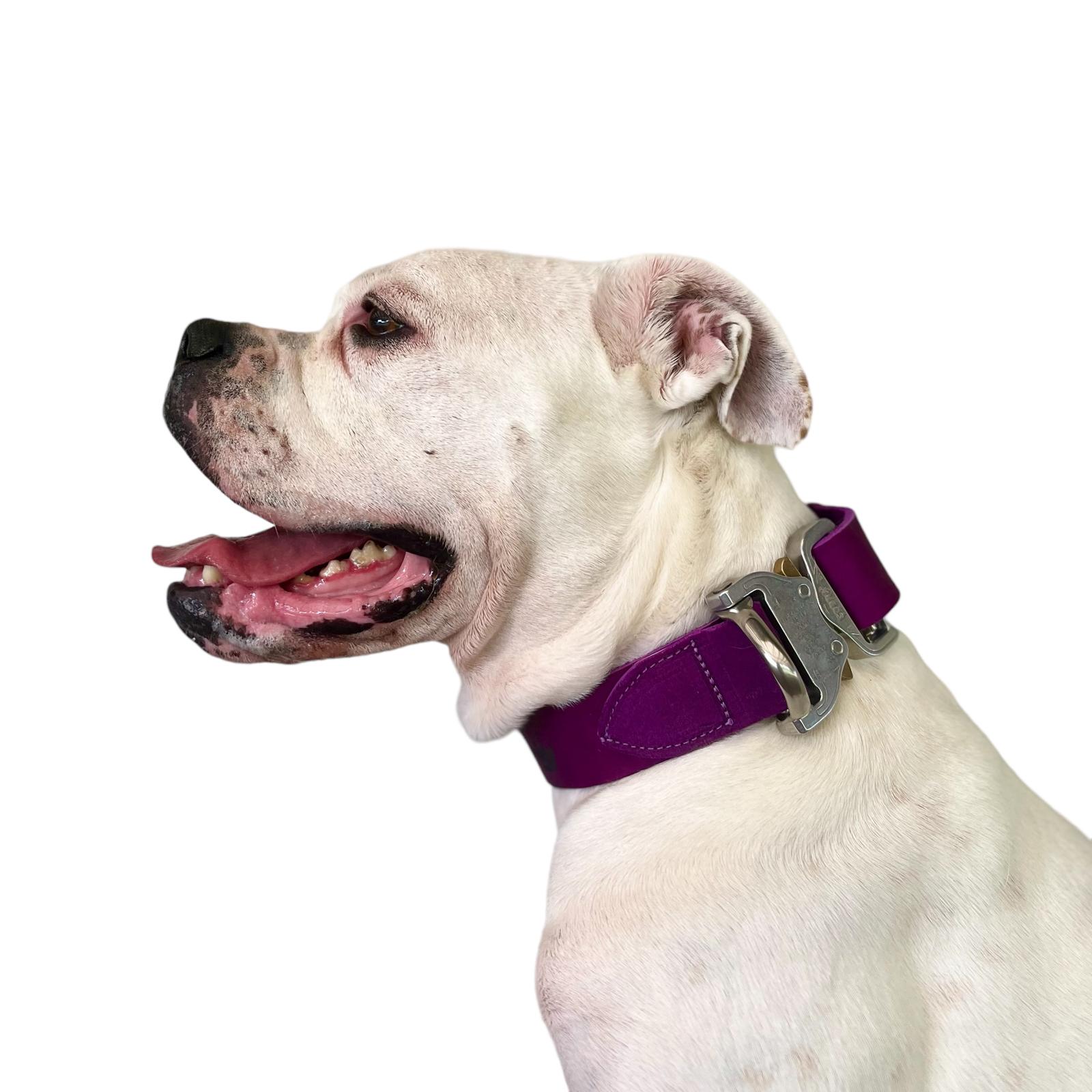 Mein Krönchenträger Lederhalsband Cobra