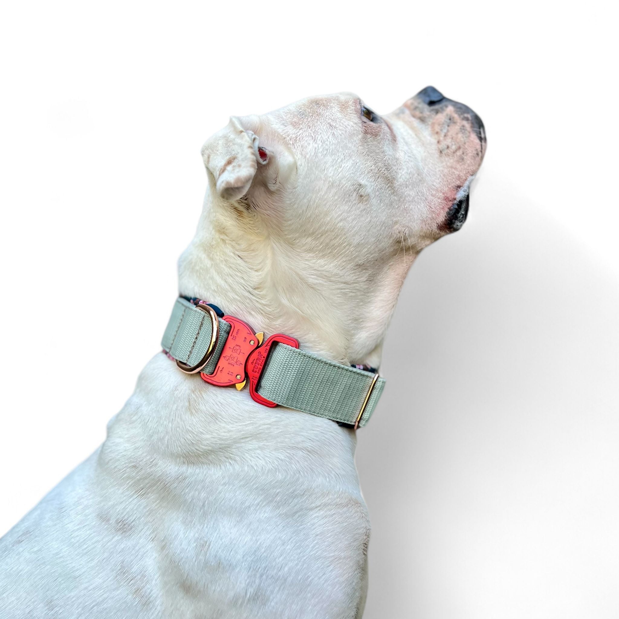 Krönchenträger Halsband Cobra