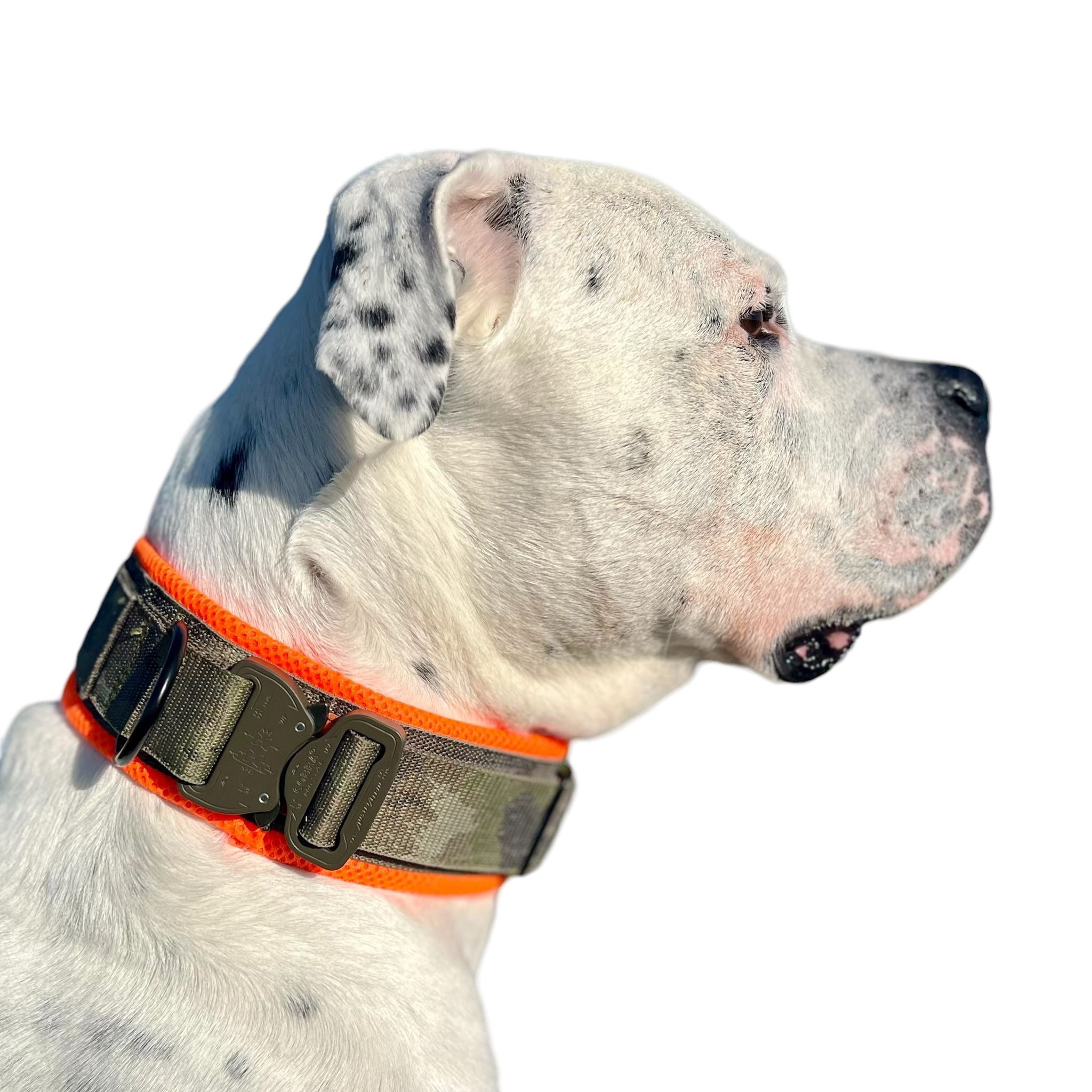 Mein Krönchenträger Allroundhalsung für große Hunde