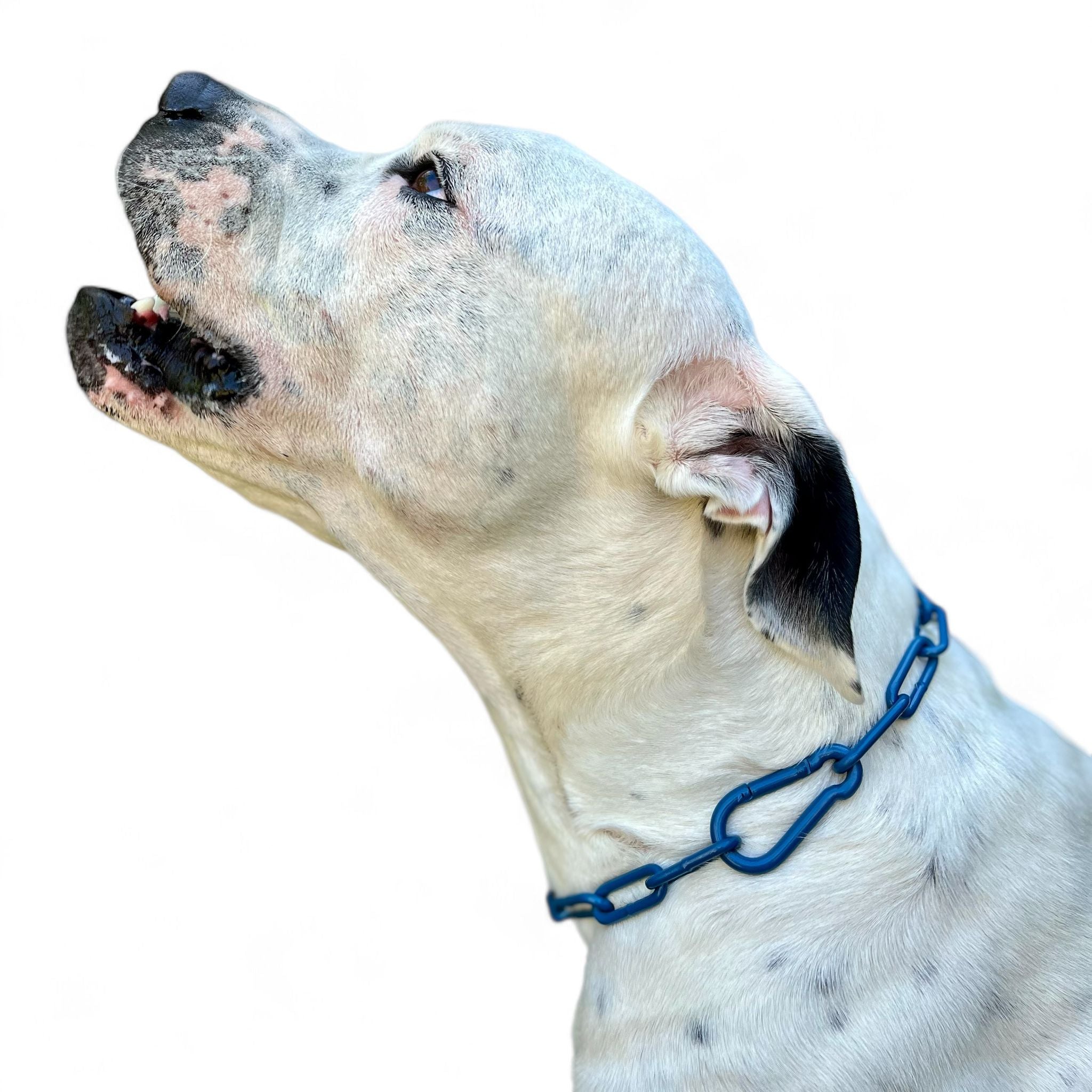 Mein Krönchenträger Karabinerkette langgliedrig groß einfarbig