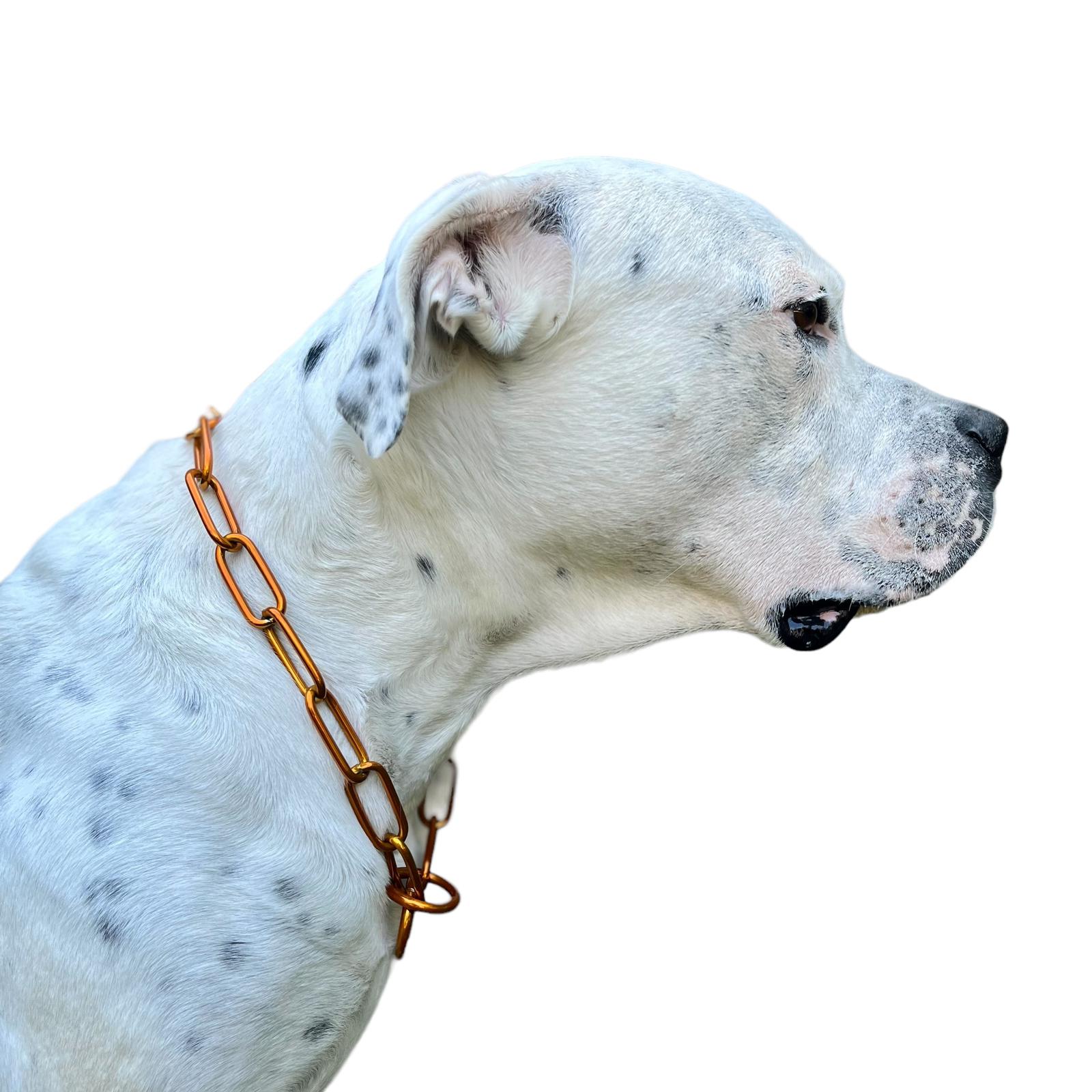 halsband mit griff Canestaff® Individuelles Halsband