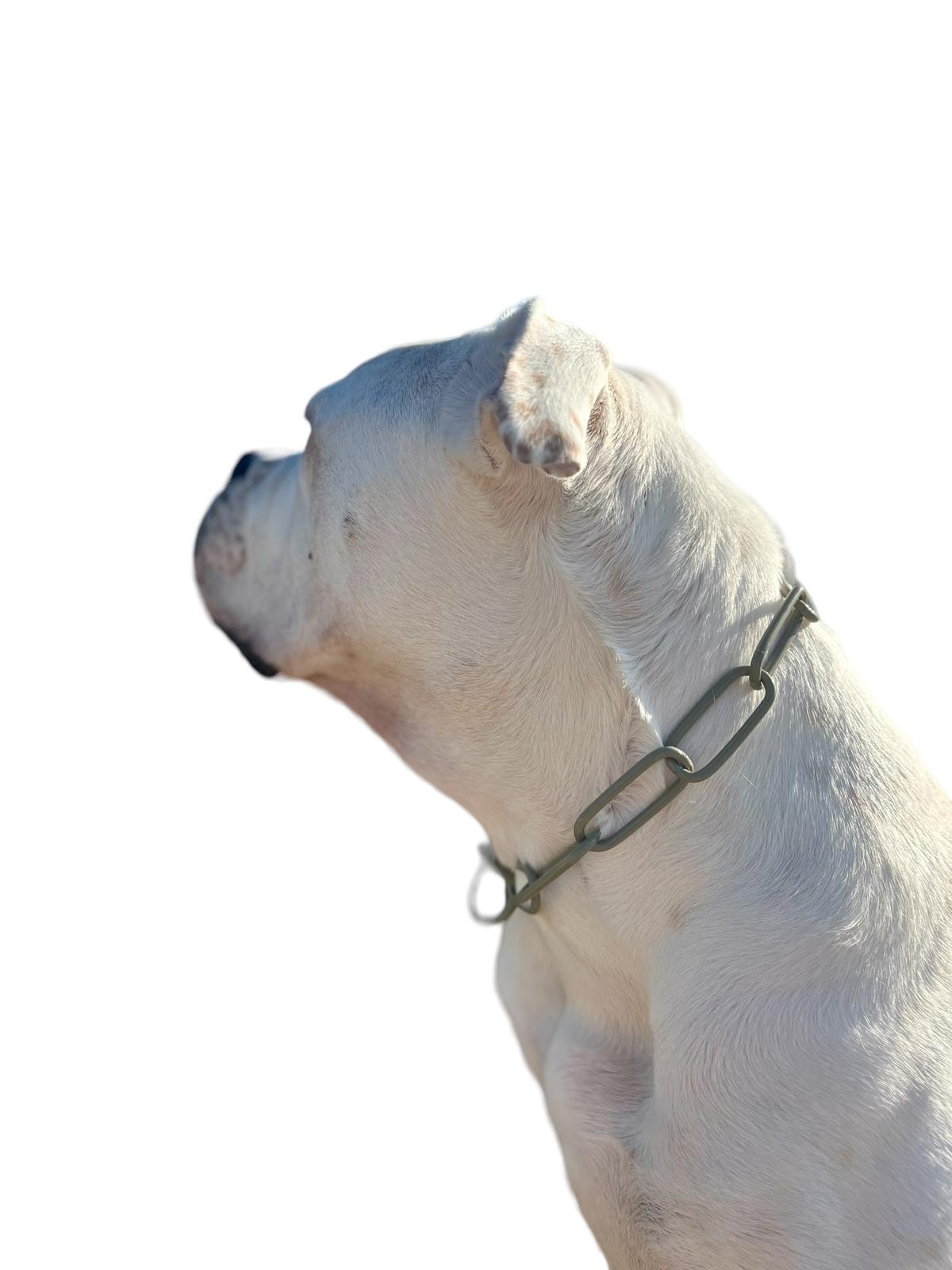 Buntes Kettenhalsband langgliedrig klein Sprenger