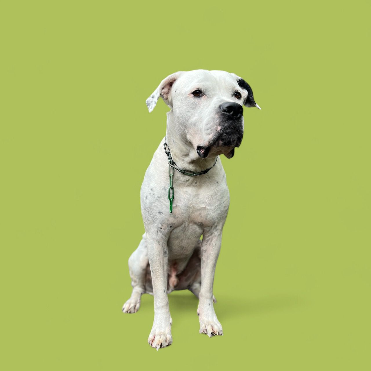 Mein Krönchenträger Karabinerkette langgliedrig groß mehrfarbig