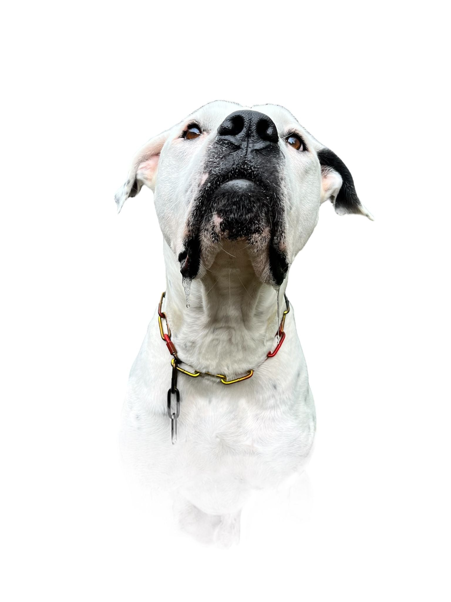 Mein Krönchenträger Karabinerkette langgliedrig groß mehrfarbig