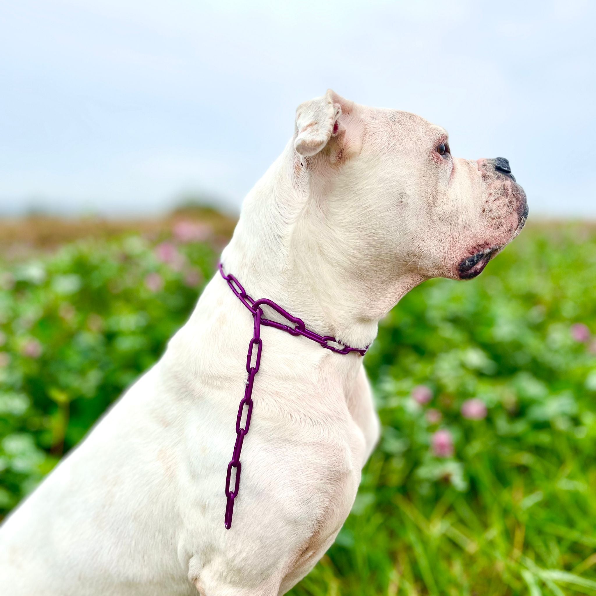 Mein Krönchenträger Karabinerkette langgliedrig groß einfarbig