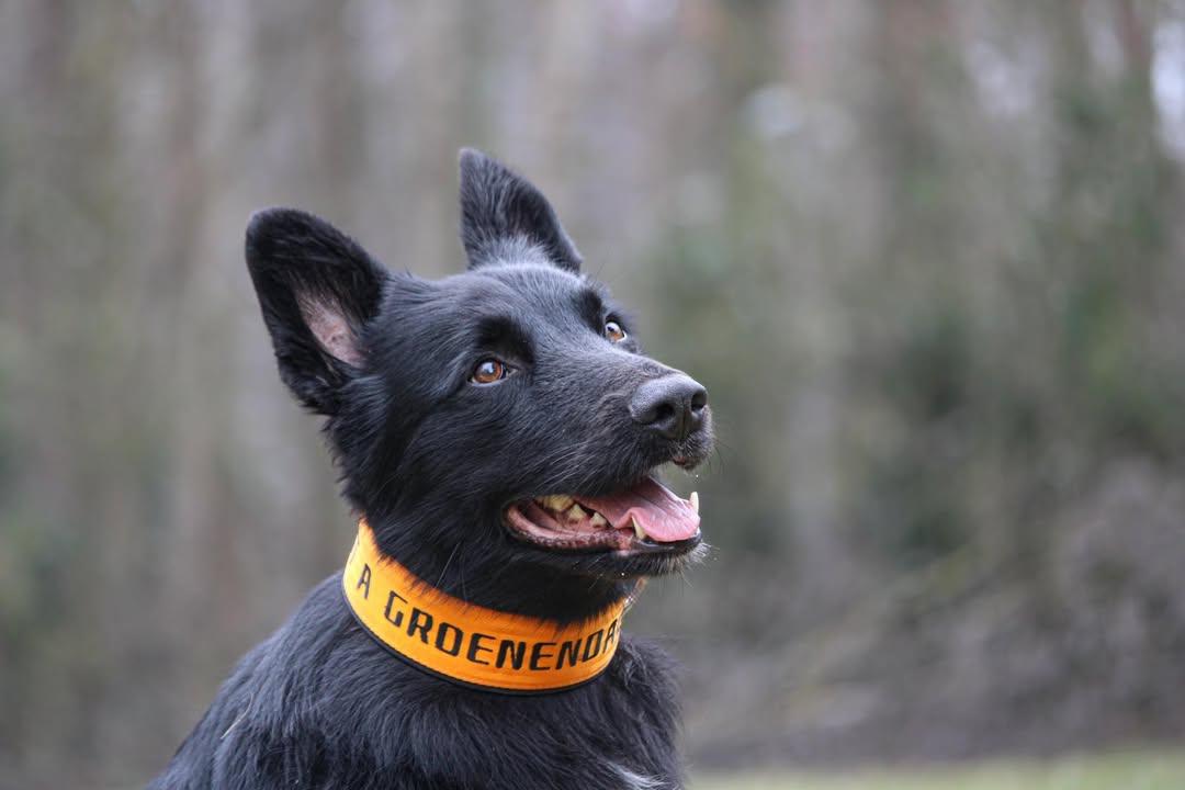 Mein Krönchenträger Halsband Safe