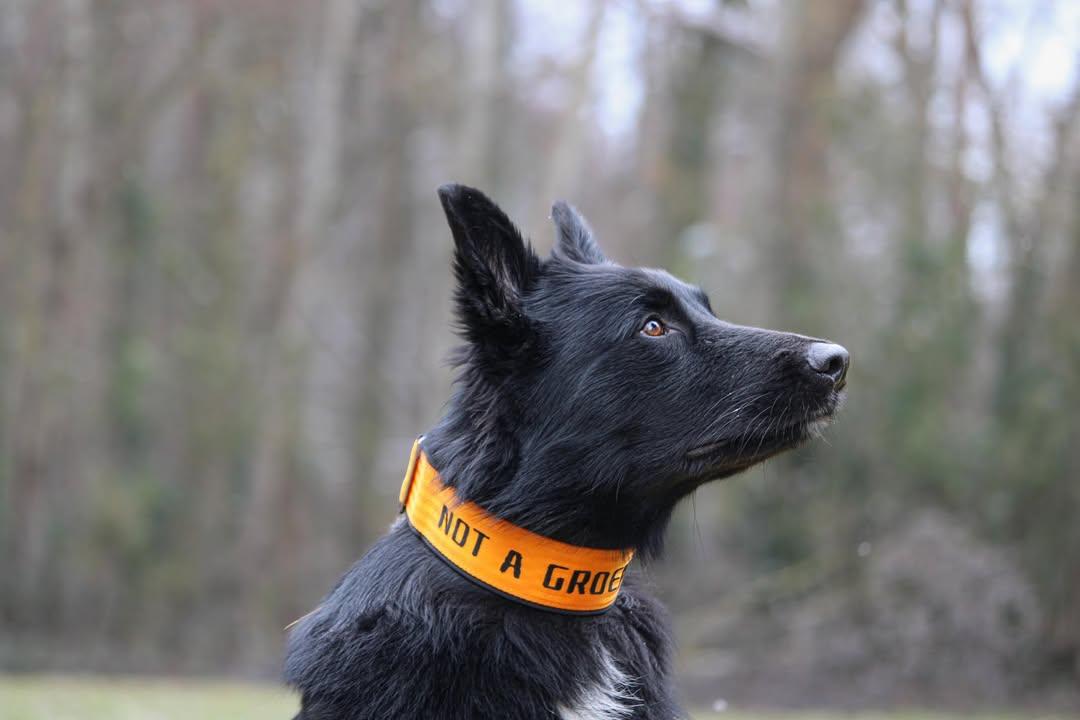 Mein Krönchenträger Halsband Safe