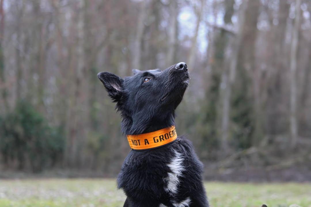 Mein Krönchenträger Halsband Safe