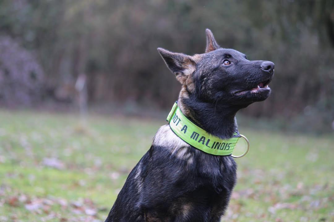 Mein Krönchenträger Halsband Safe