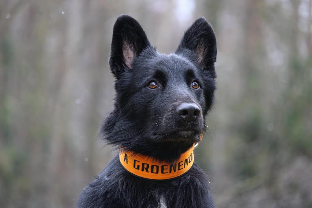 Mein Krönchenträger Halsband Safe