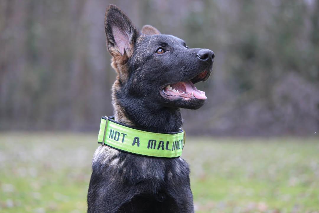 Mein Krönchenträger Halsband Safe