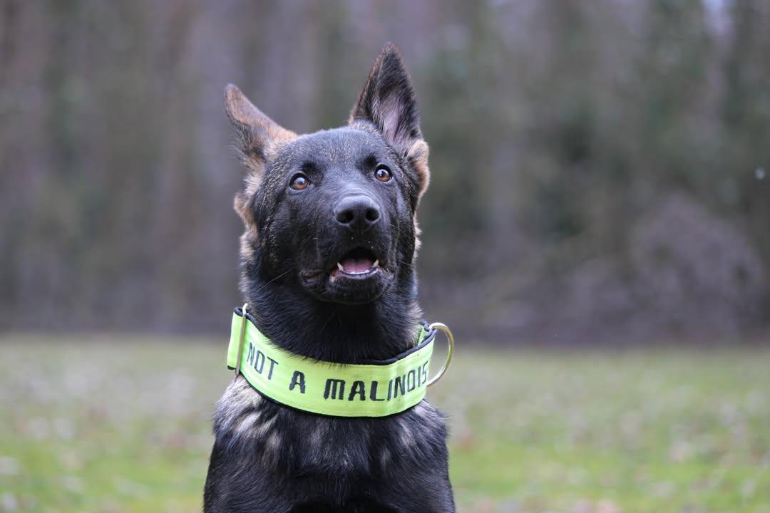 Mein Krönchenträger Halsband Safe