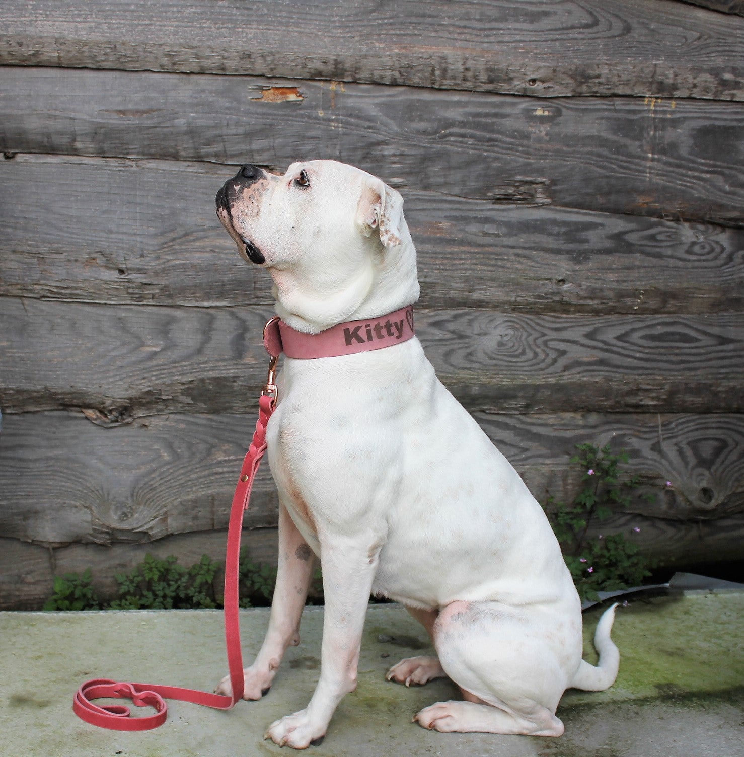 Meine Krönchenträger Lederleine