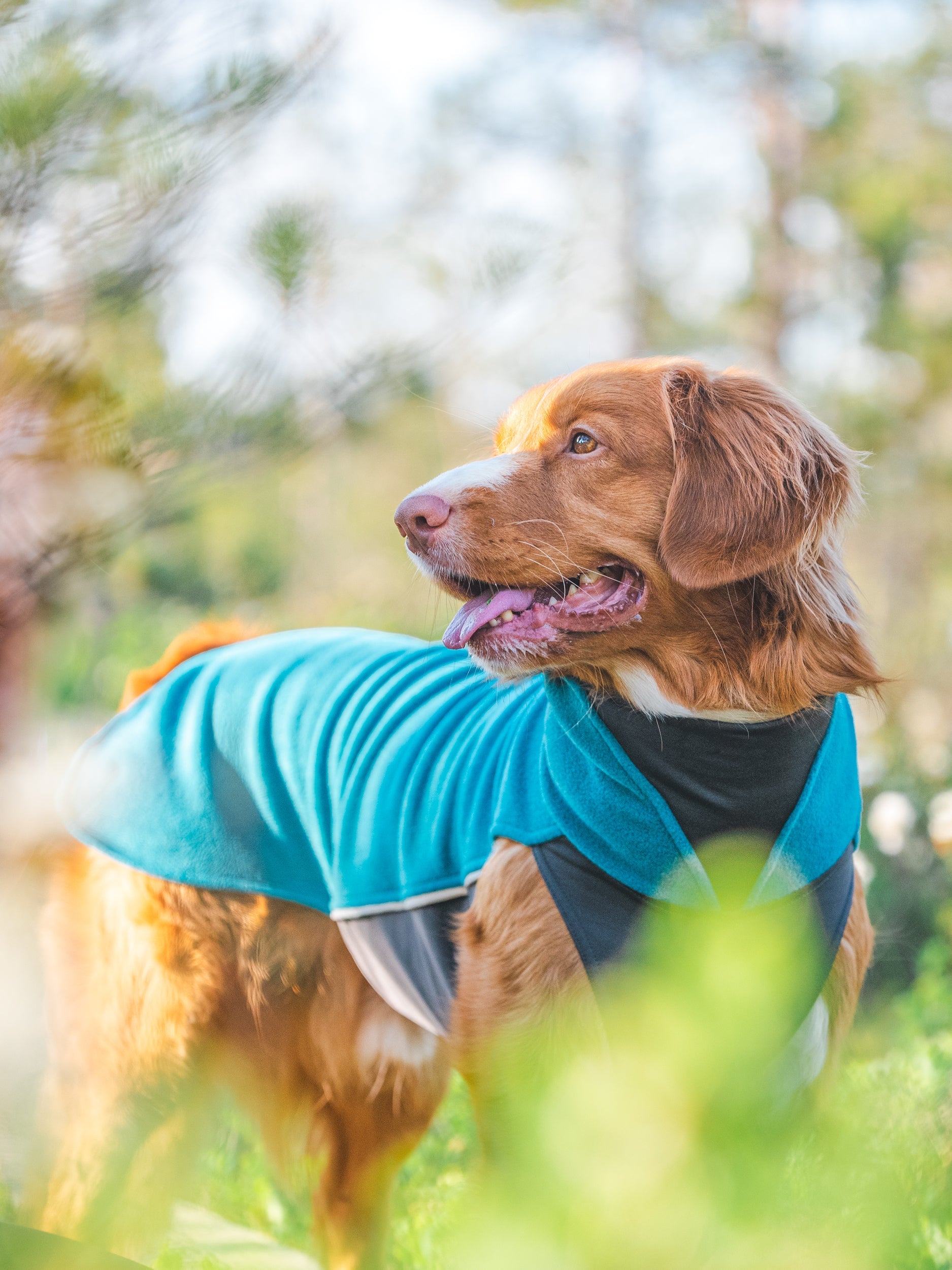 Hundemantel "Jumppa" Saison 24/25 von Pomppa