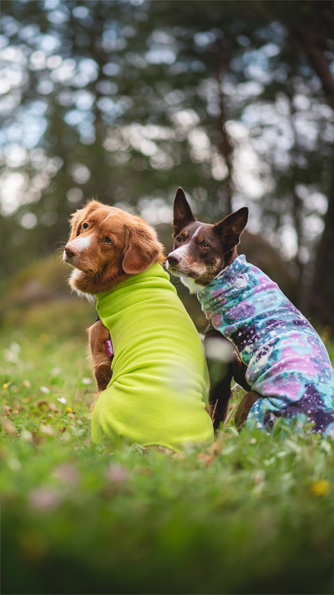 Hundemantel "Jumppa" Saison 24/25 von Pomppa