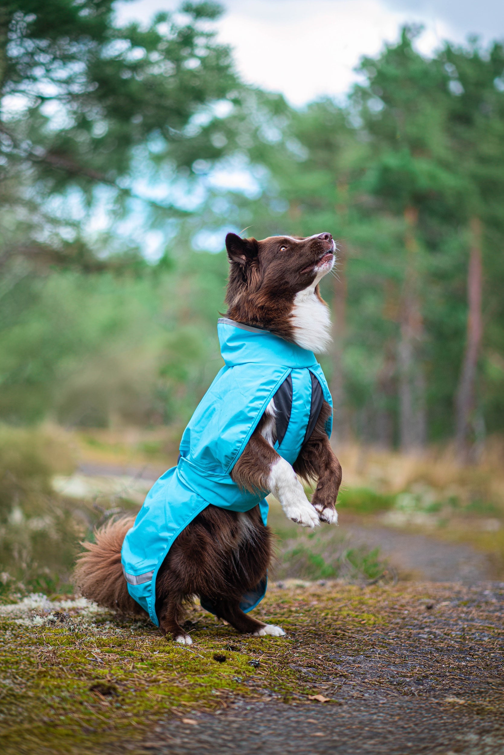 Hundemantel Kuori von Pomppa