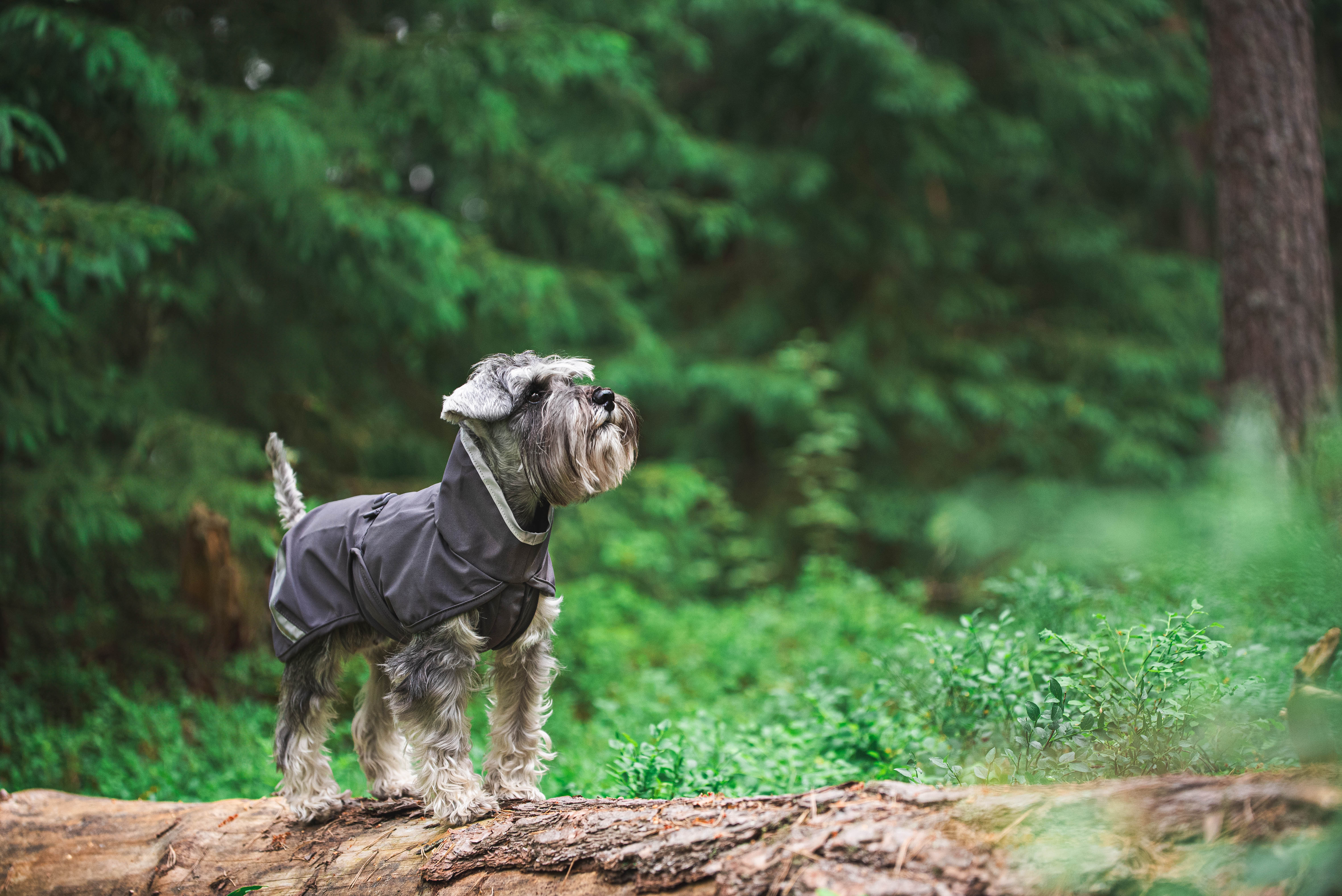 Hundemantel Kuori von Pomppa