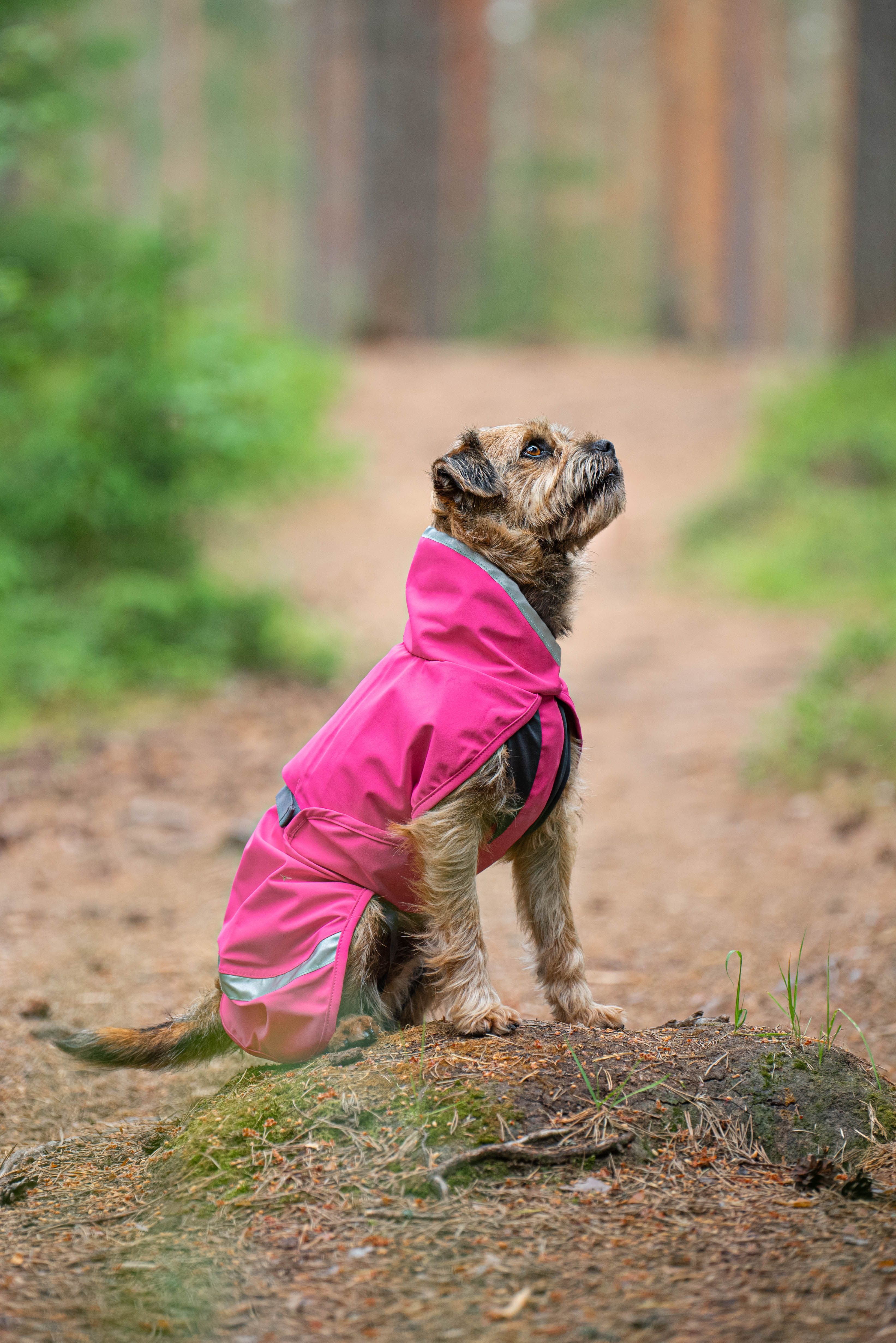 Hundemantel Kuori von Pomppa